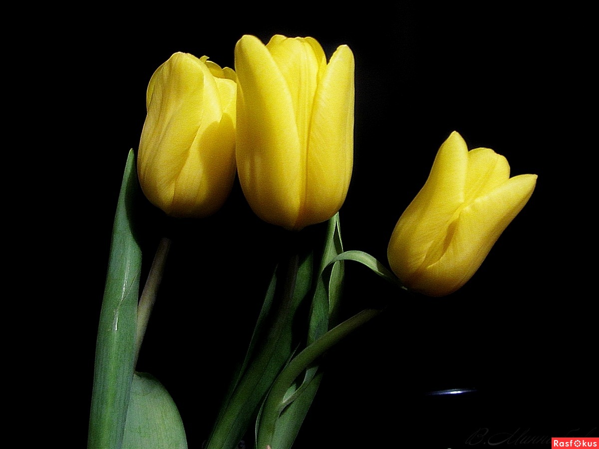 Желтый тюльпан ersac