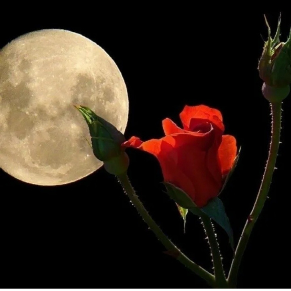 Розы ночью