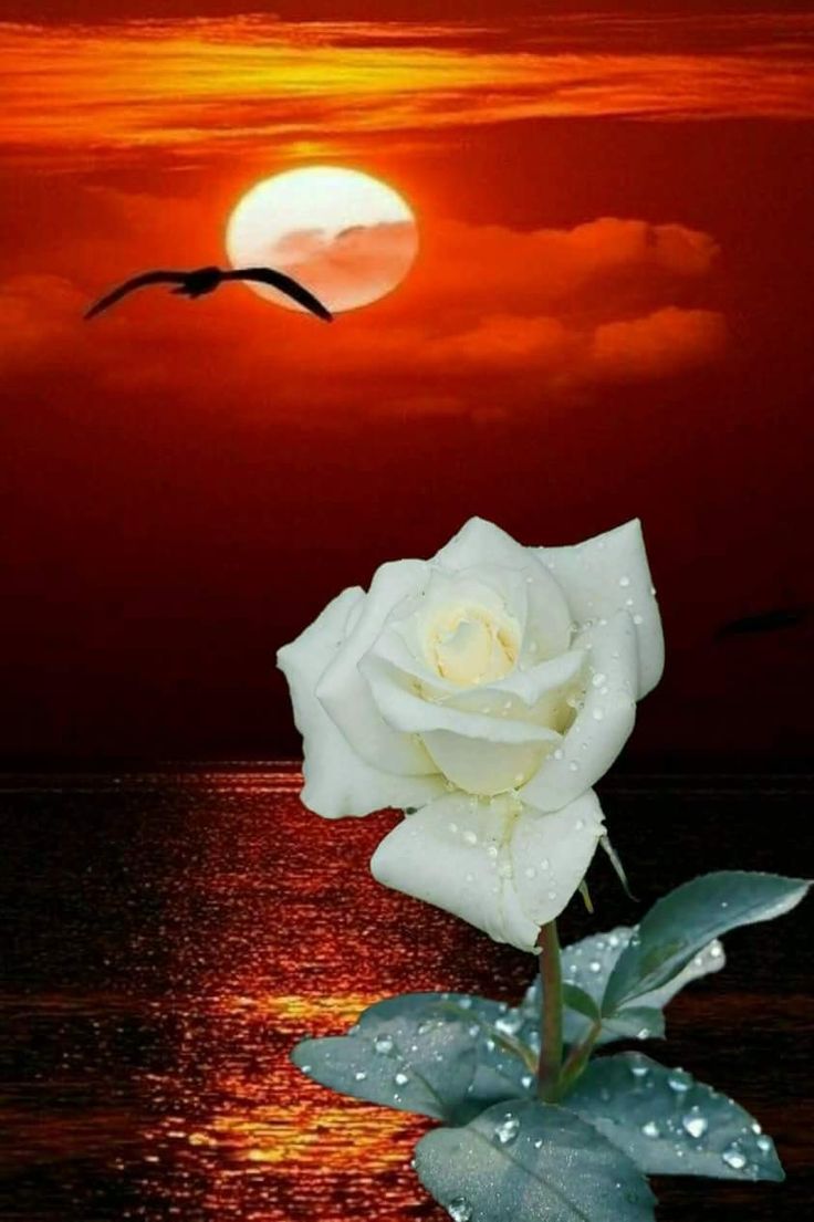Прекрасная роза и ночь