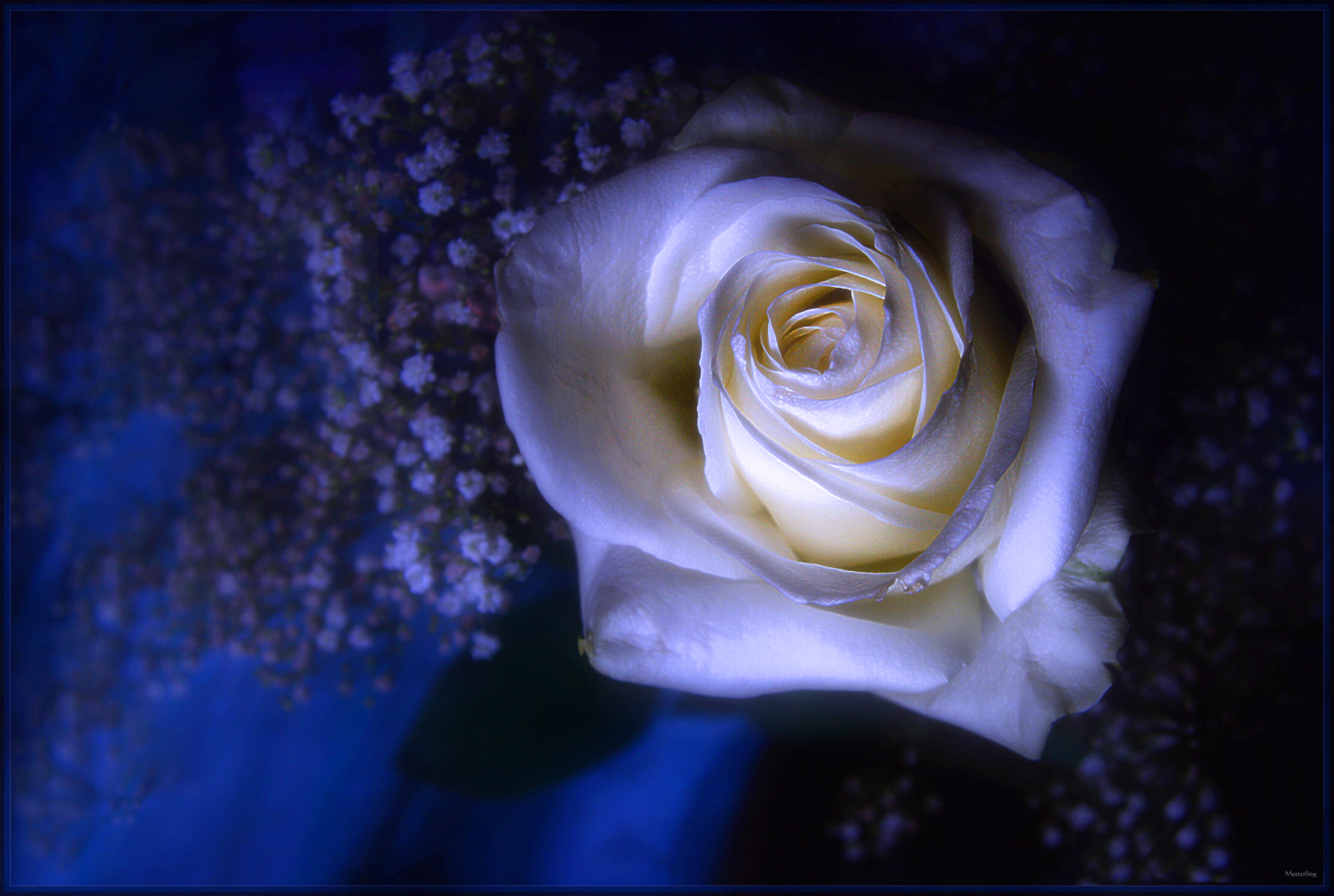 Спокойной ночи с белыми розами