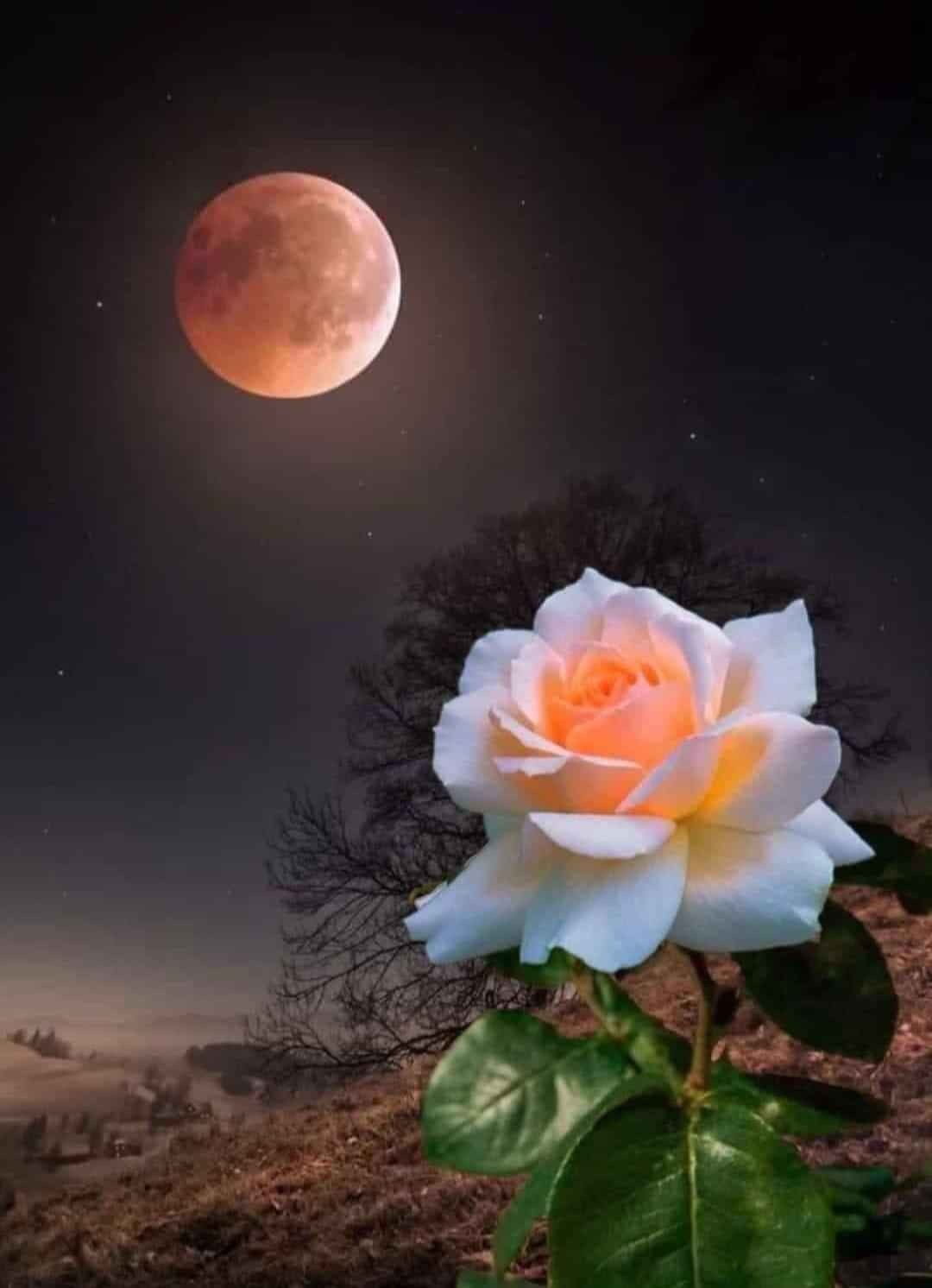 Лунный цветок картинки