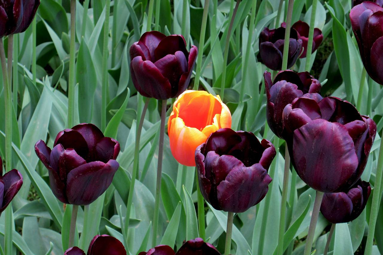 Чёрные тюльпаны фото