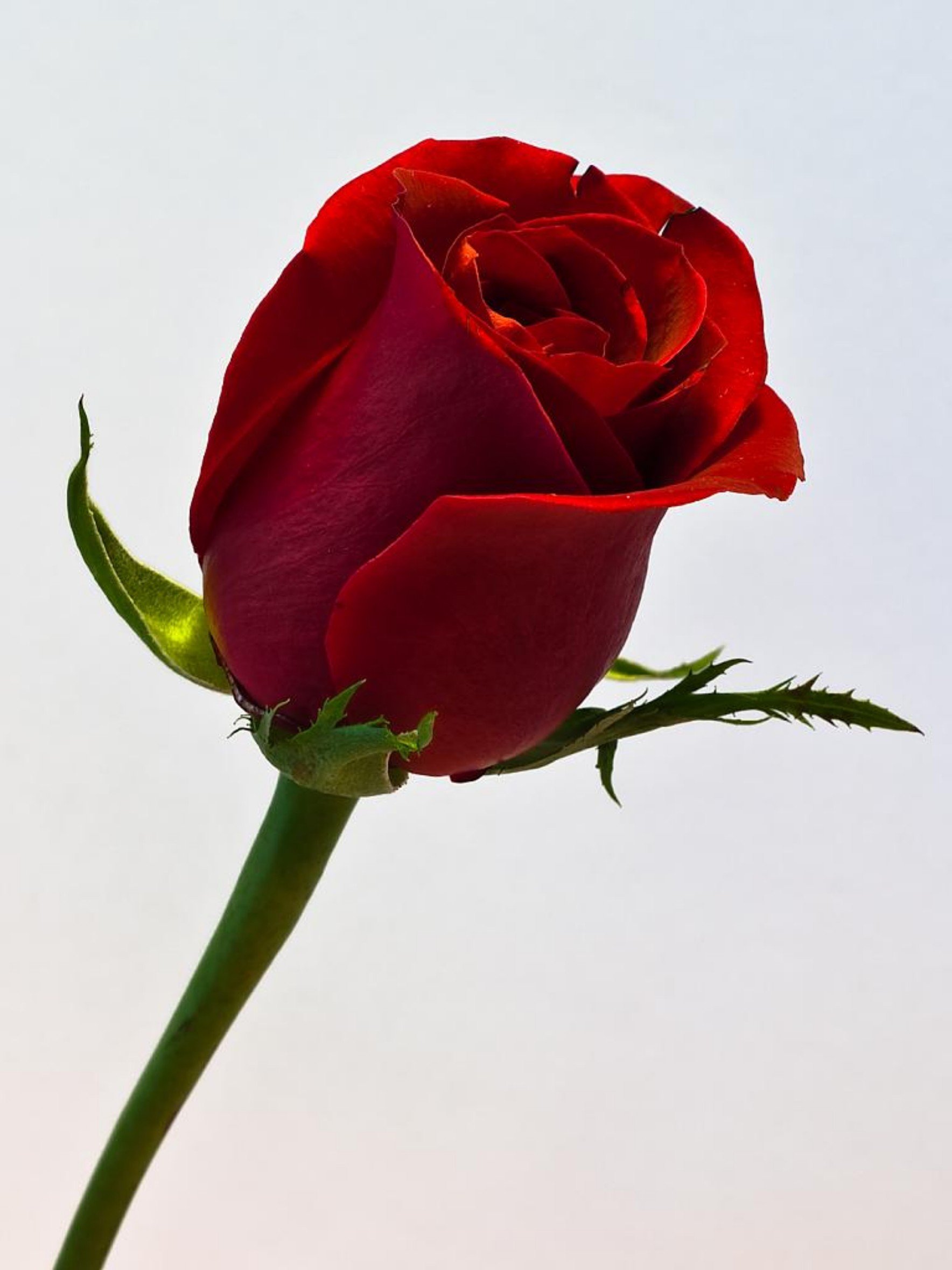 Изображение розы