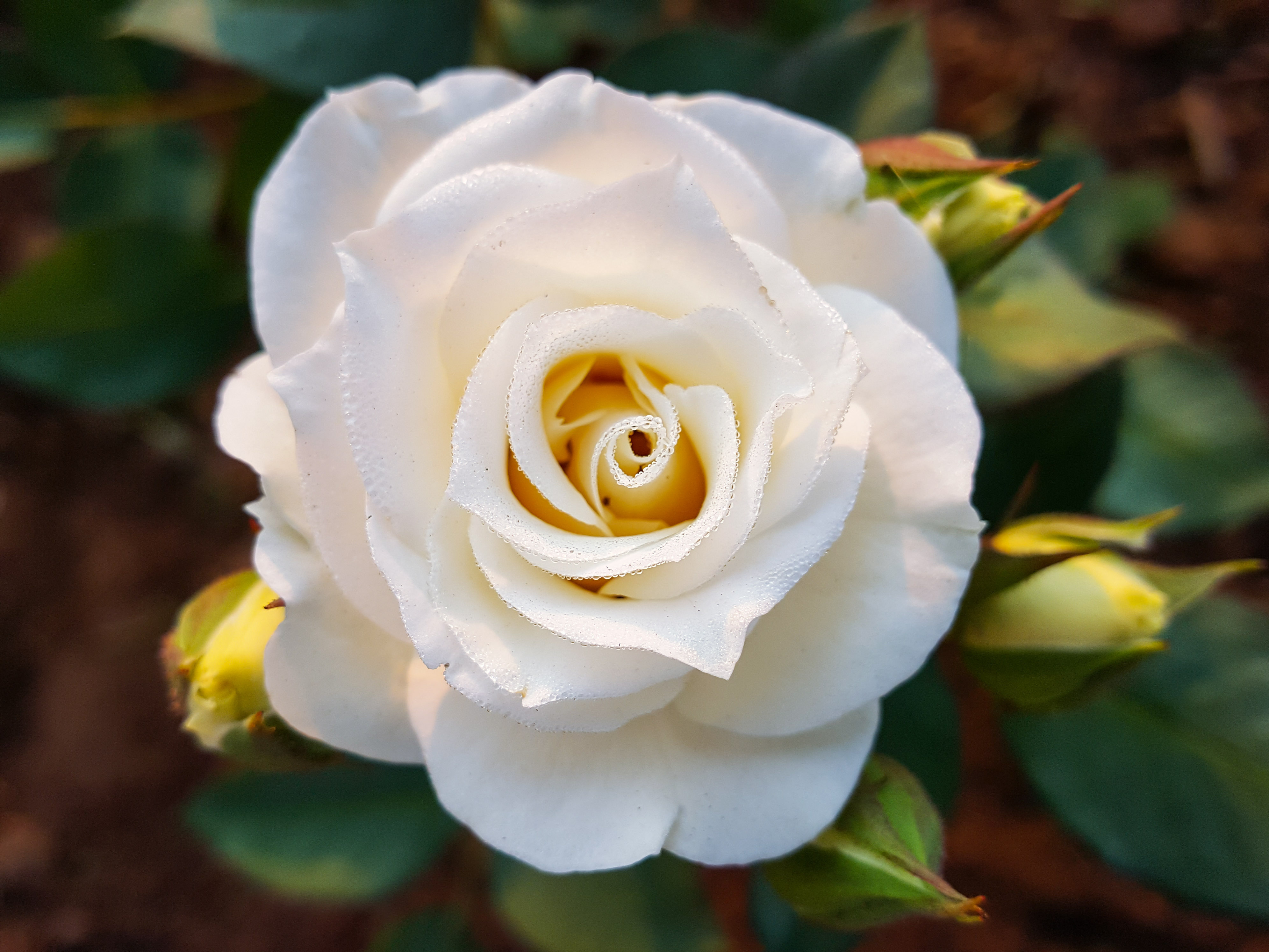 Роза Tibet Rose энциклопедия роз