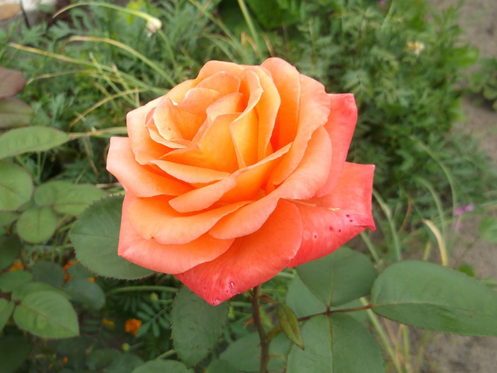 Роза Пикарди лосос роз