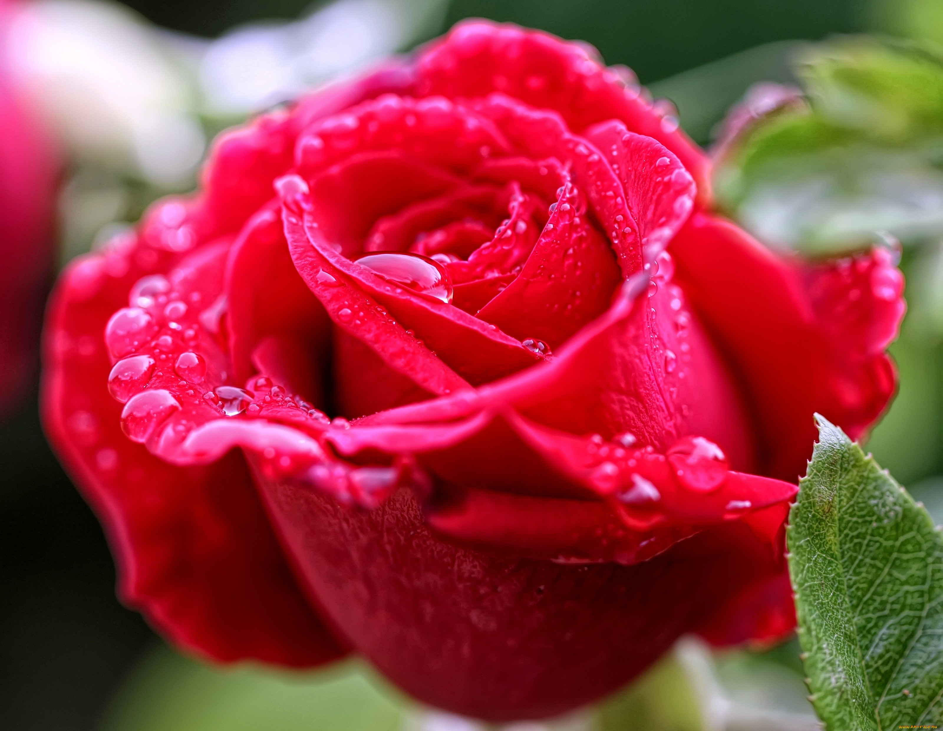 Красная роза с капельками росы
