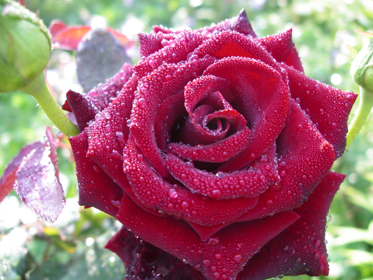 Сорт розы Mandala