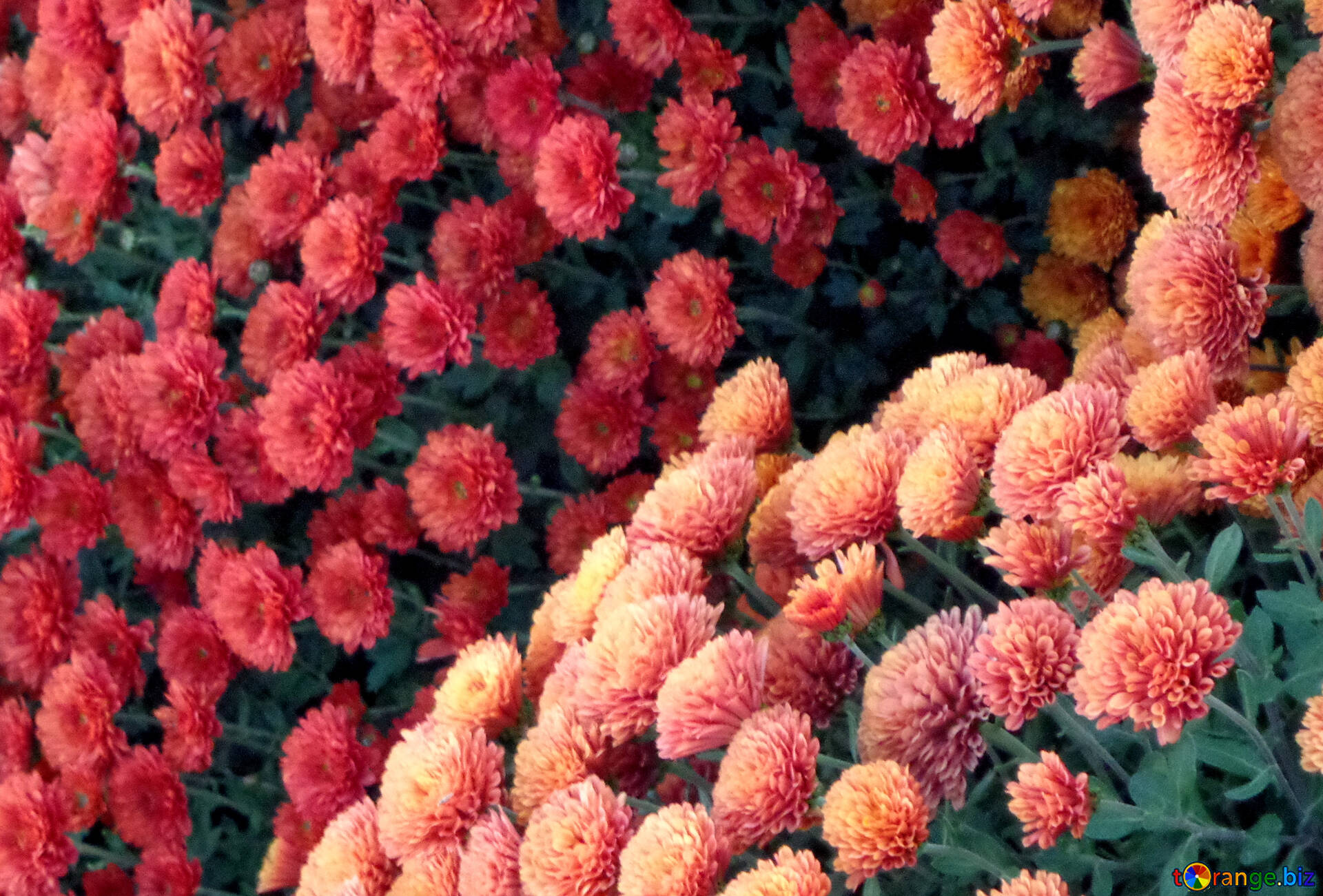 хризантема русское поле фото