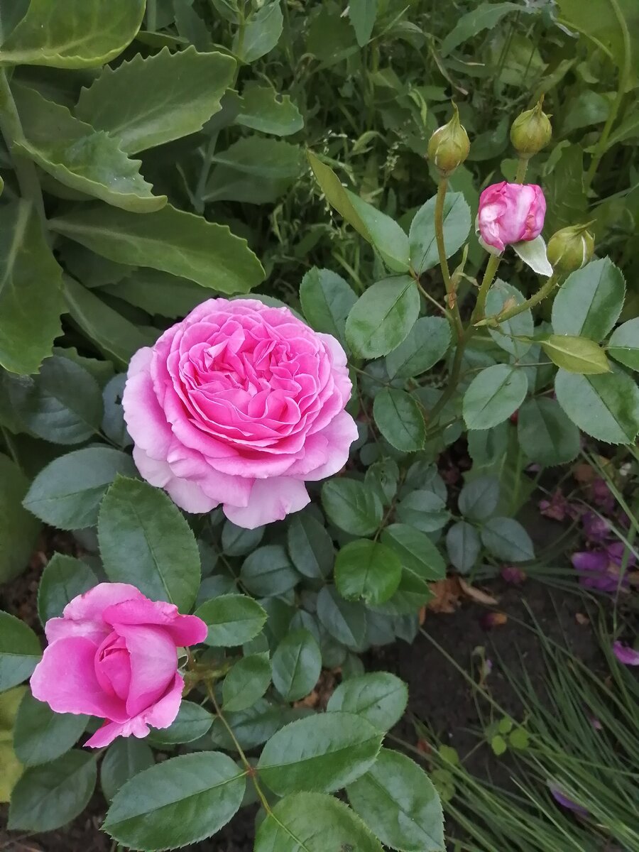 Клэр Маршал роза флорибунда