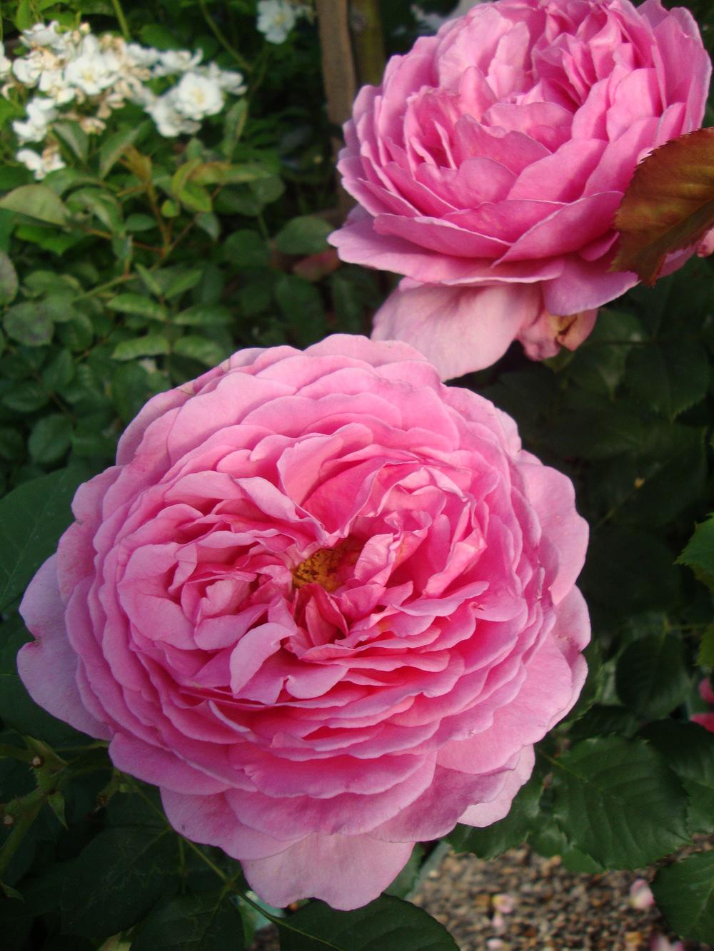 Компаньон розы Александра Кентская