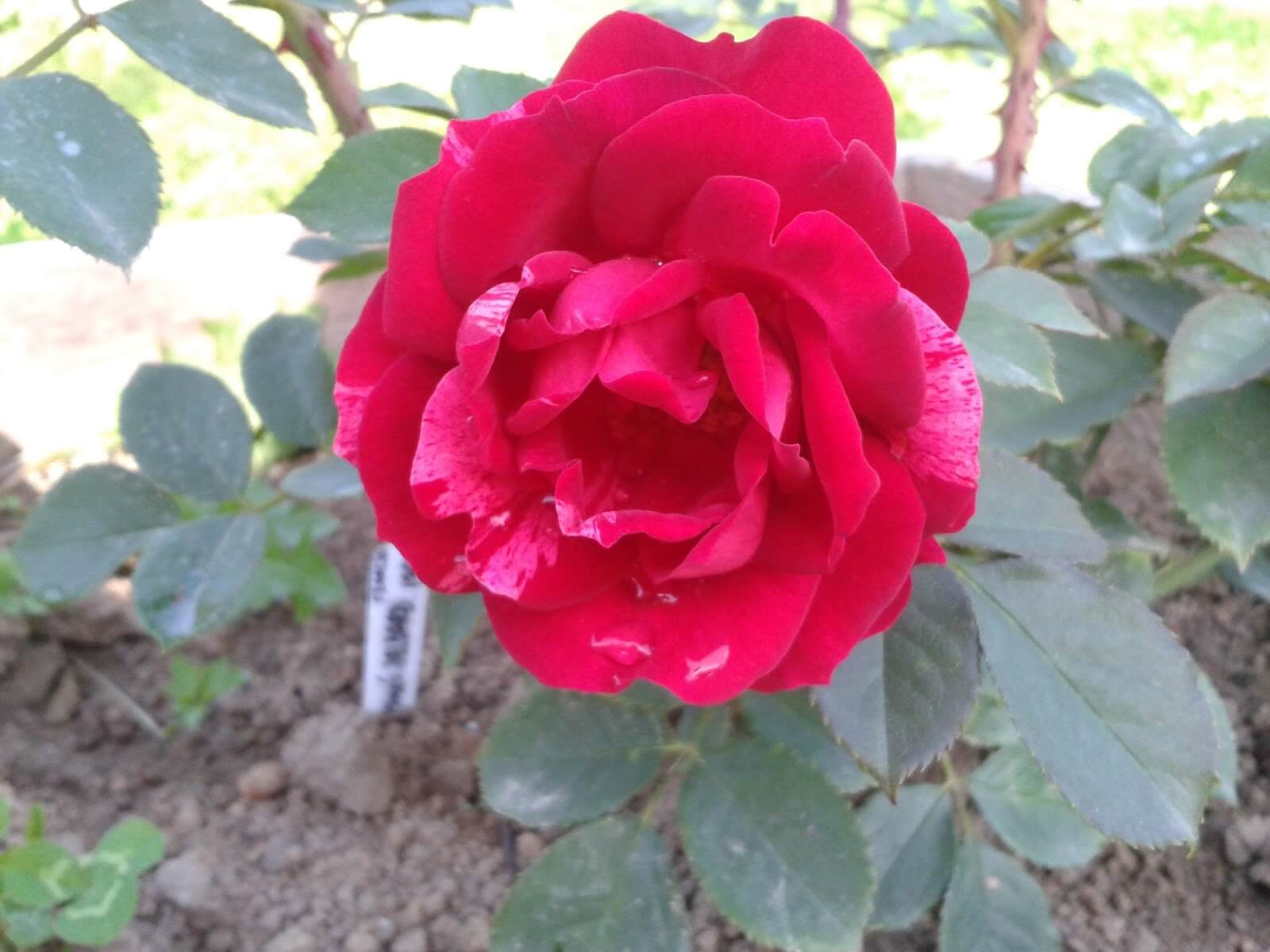 Роза чайно-гибридная Анри Матисс