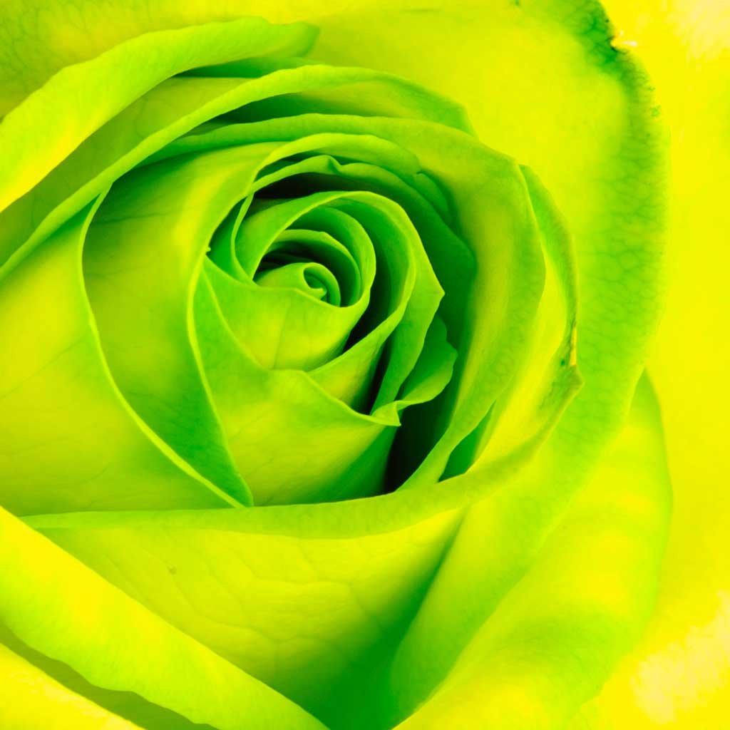 Нежно зеленые розы