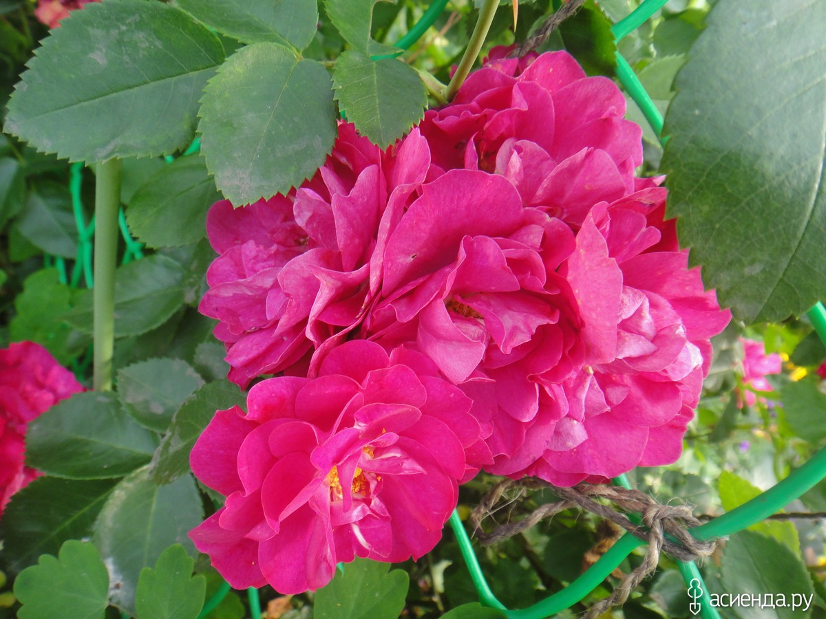 Роза плетистая орфео