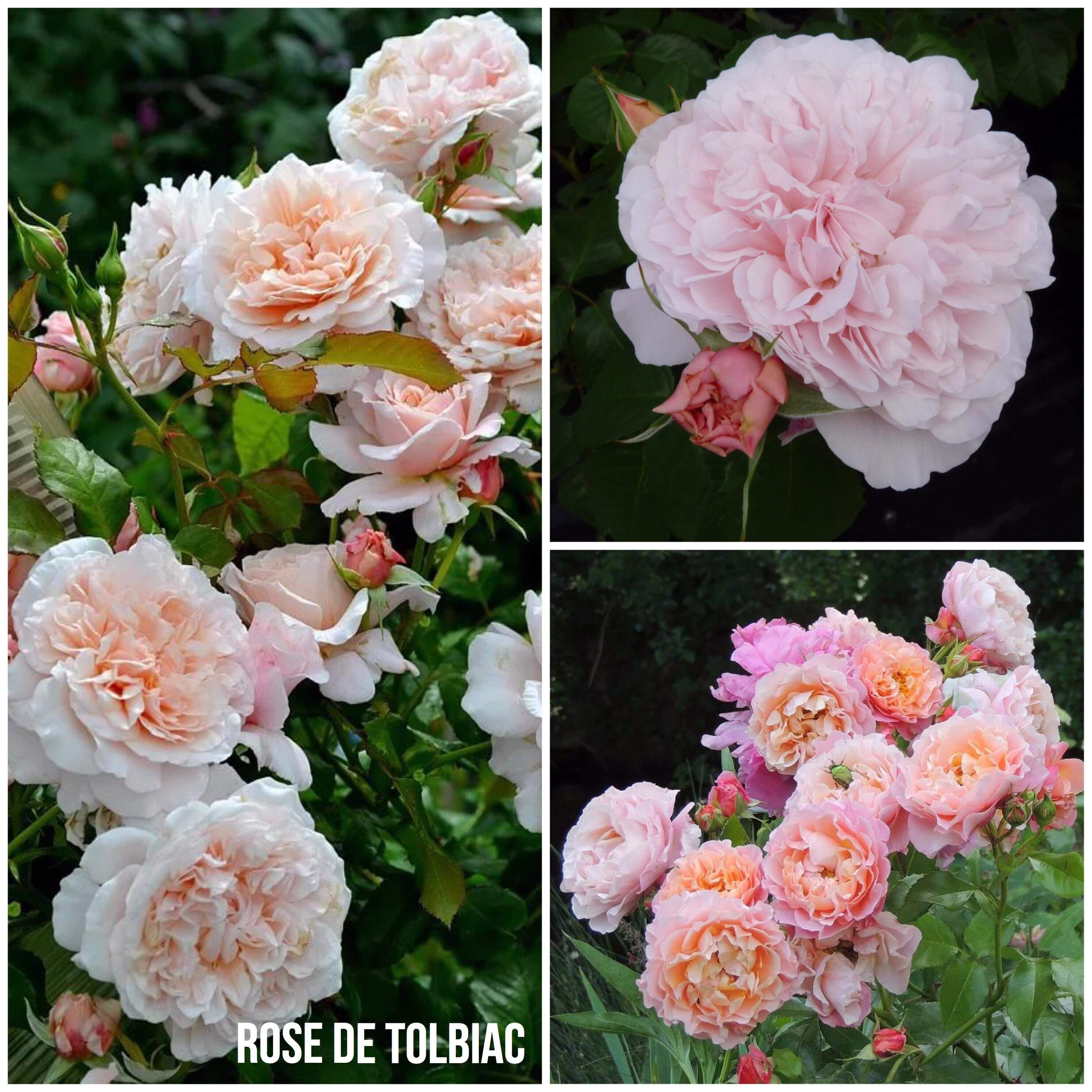 Роза де Тоблиак роза