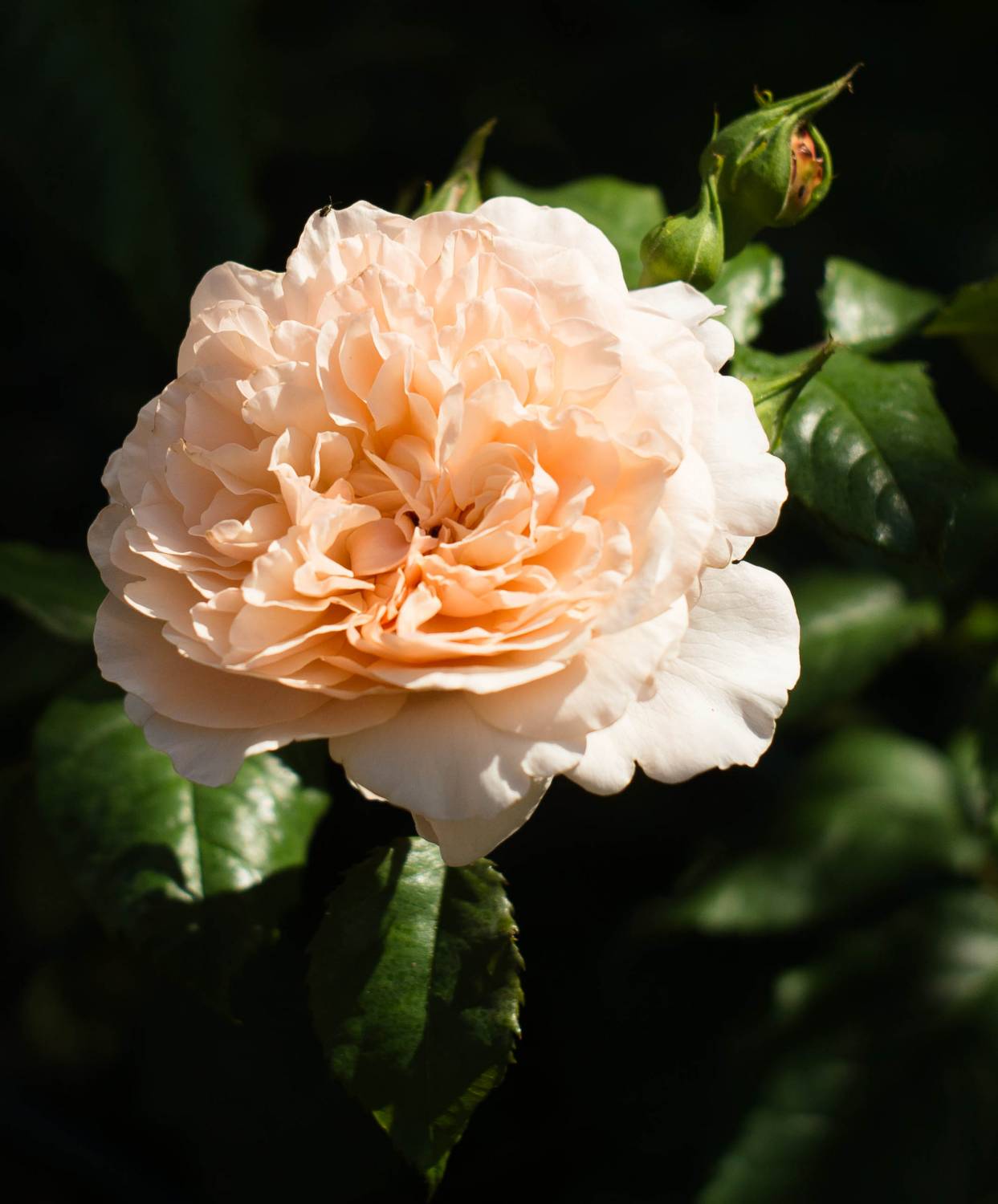 Роза роз де Толбиак