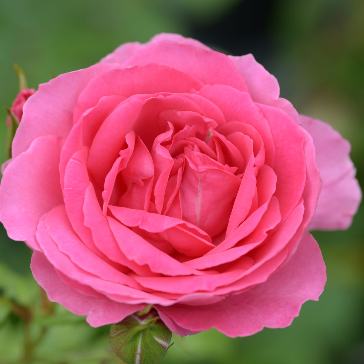 Роза Henri Delbard (Bush Rose)