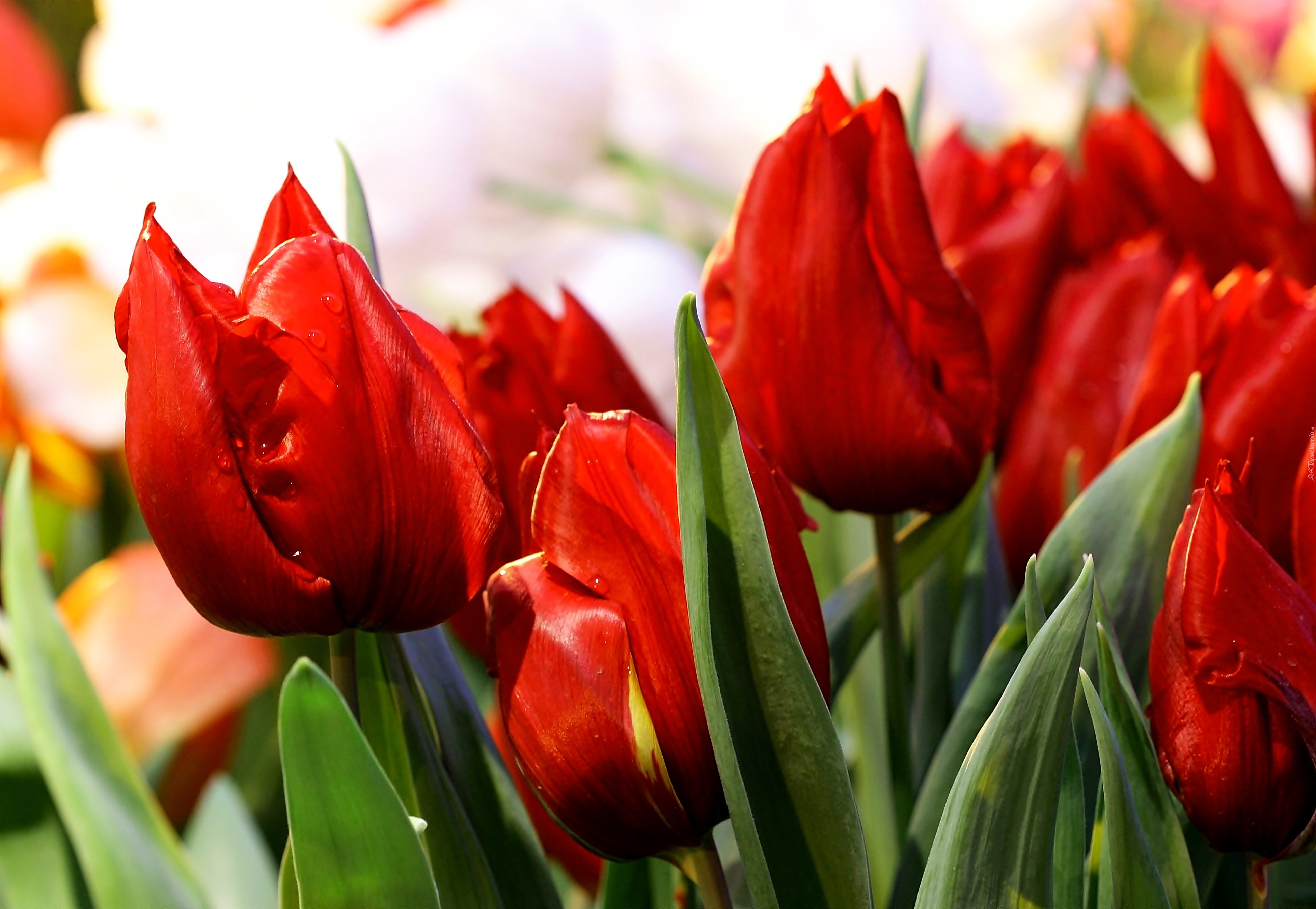 Тюльпан Лалибела красный цветы