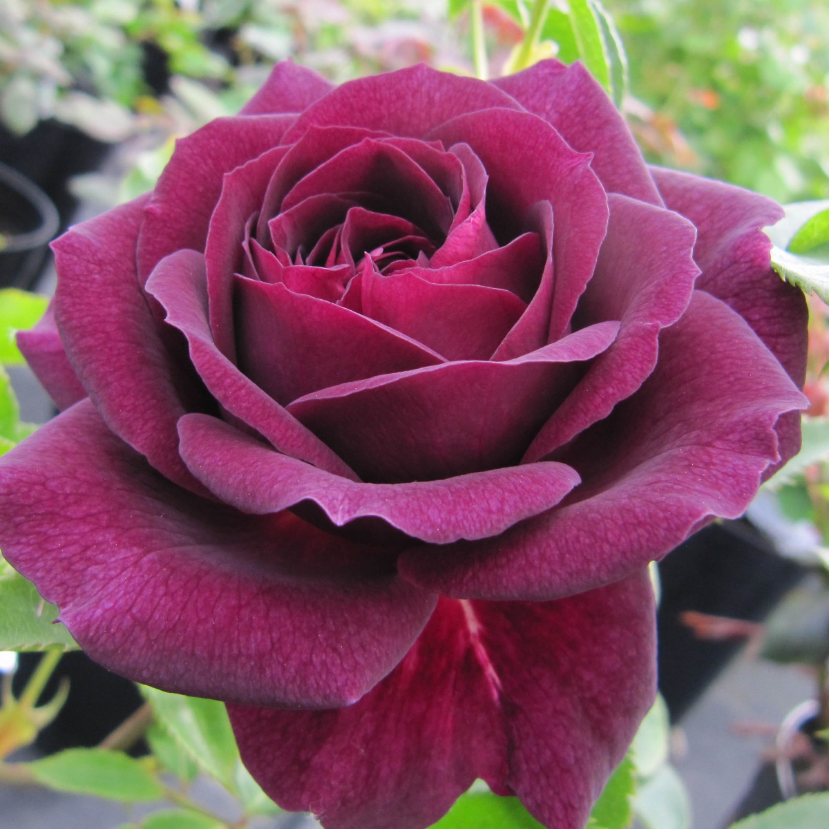 Роза флорибунда пурпурная