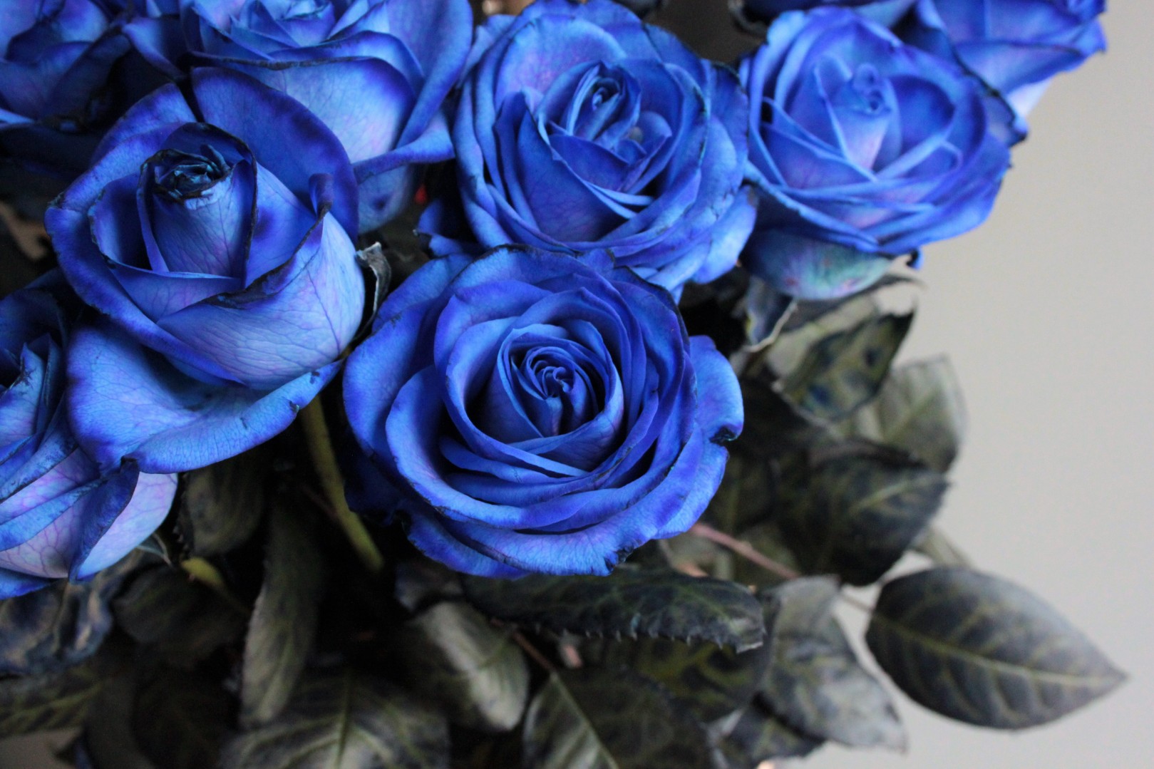 Голубая роза Голландия Блю