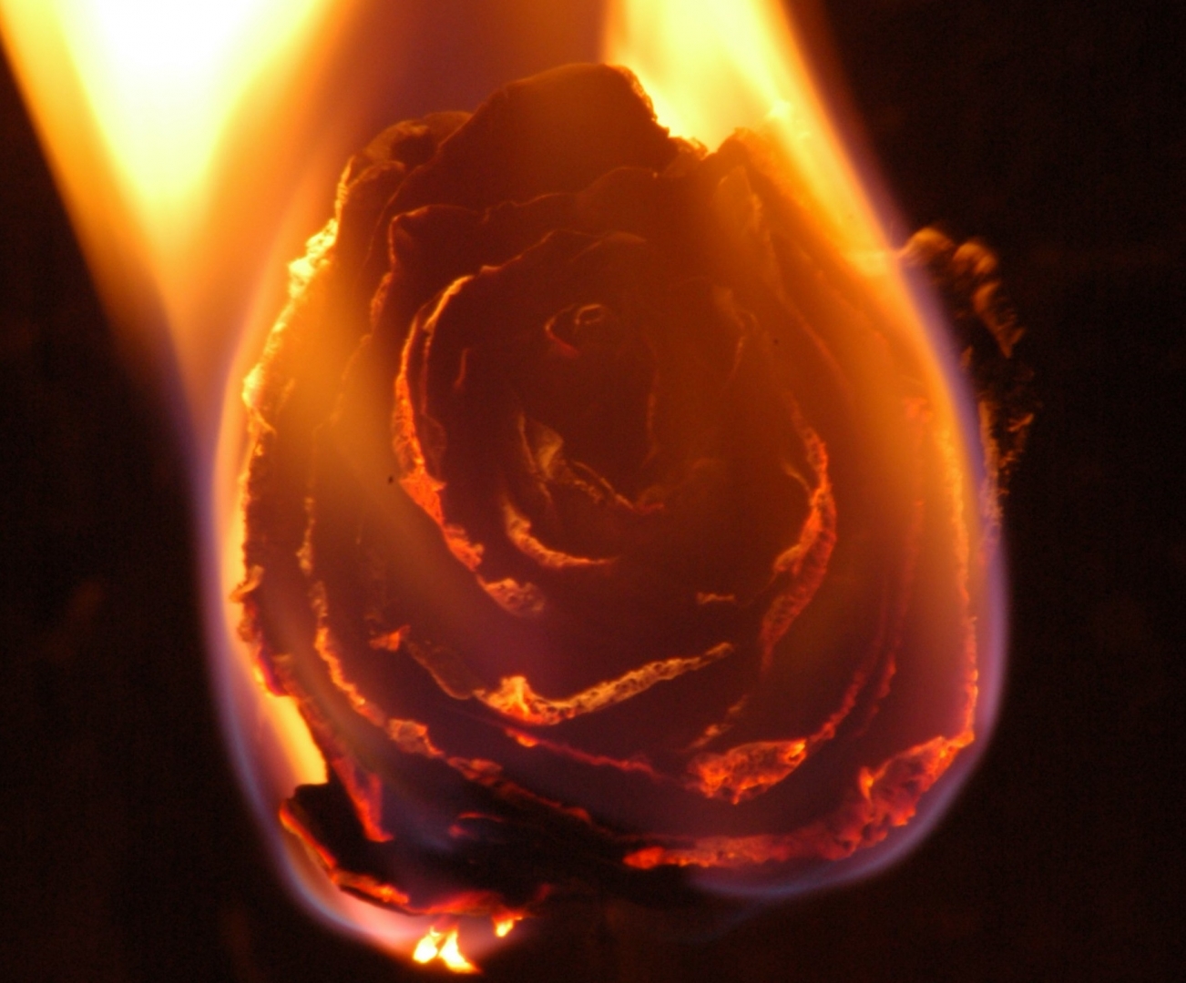 Роза пламя