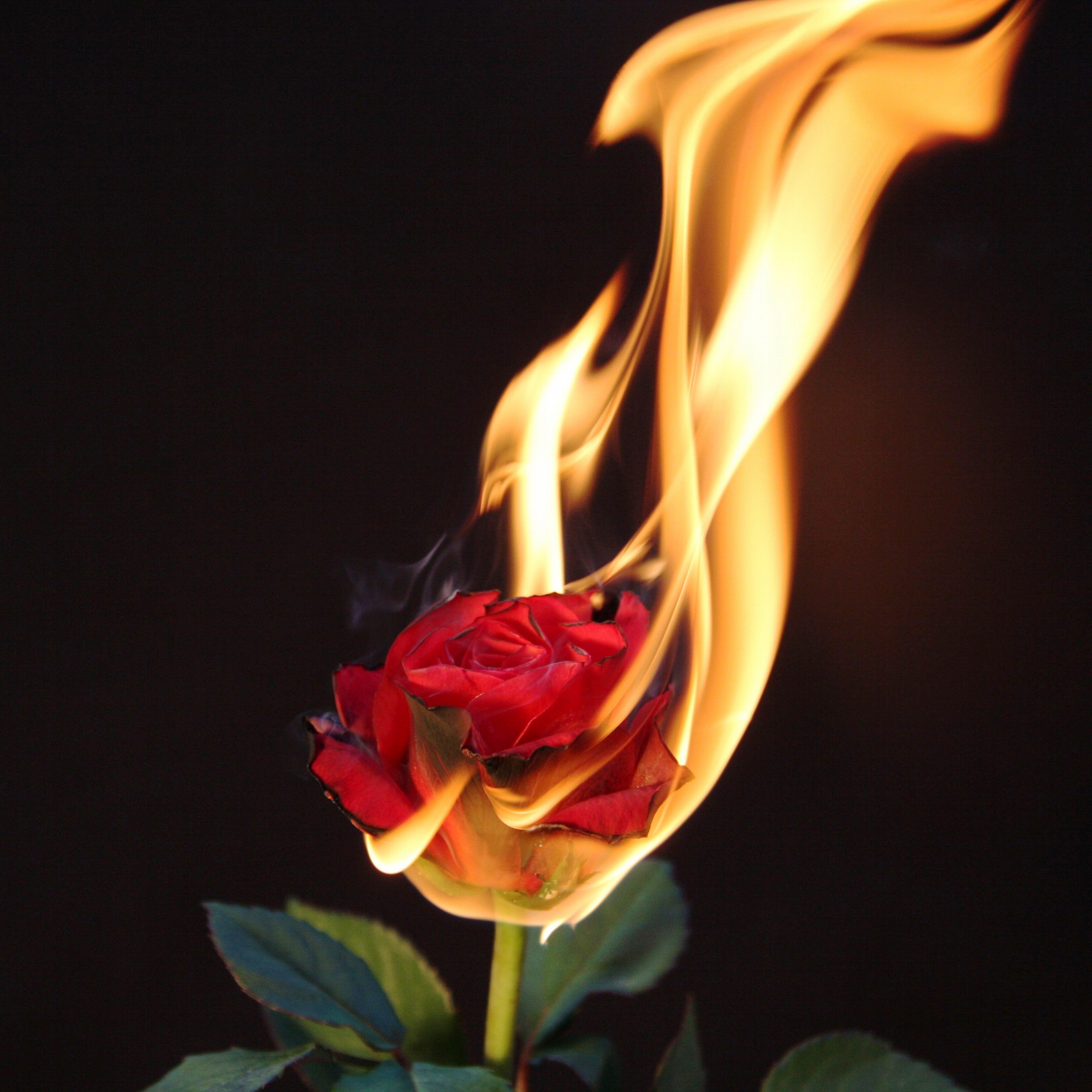 Обои горящая роза