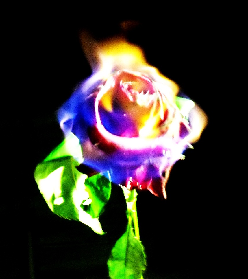 Горящая роза