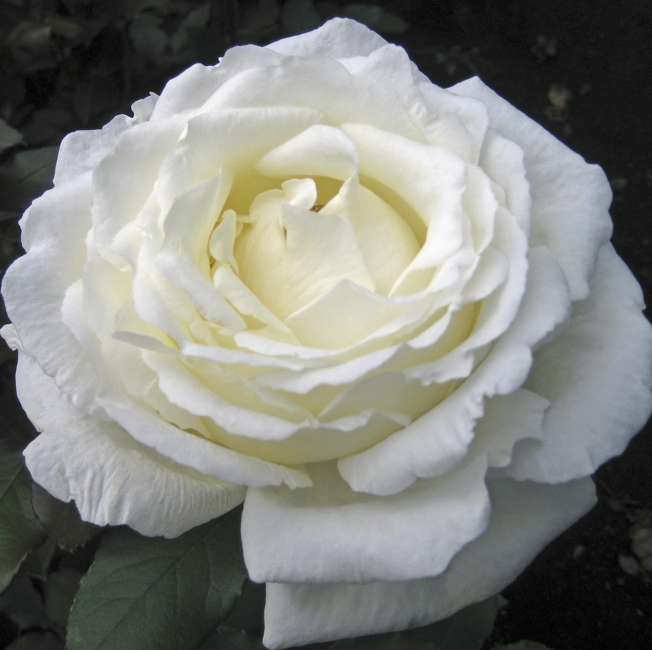Викториан Вайт роза