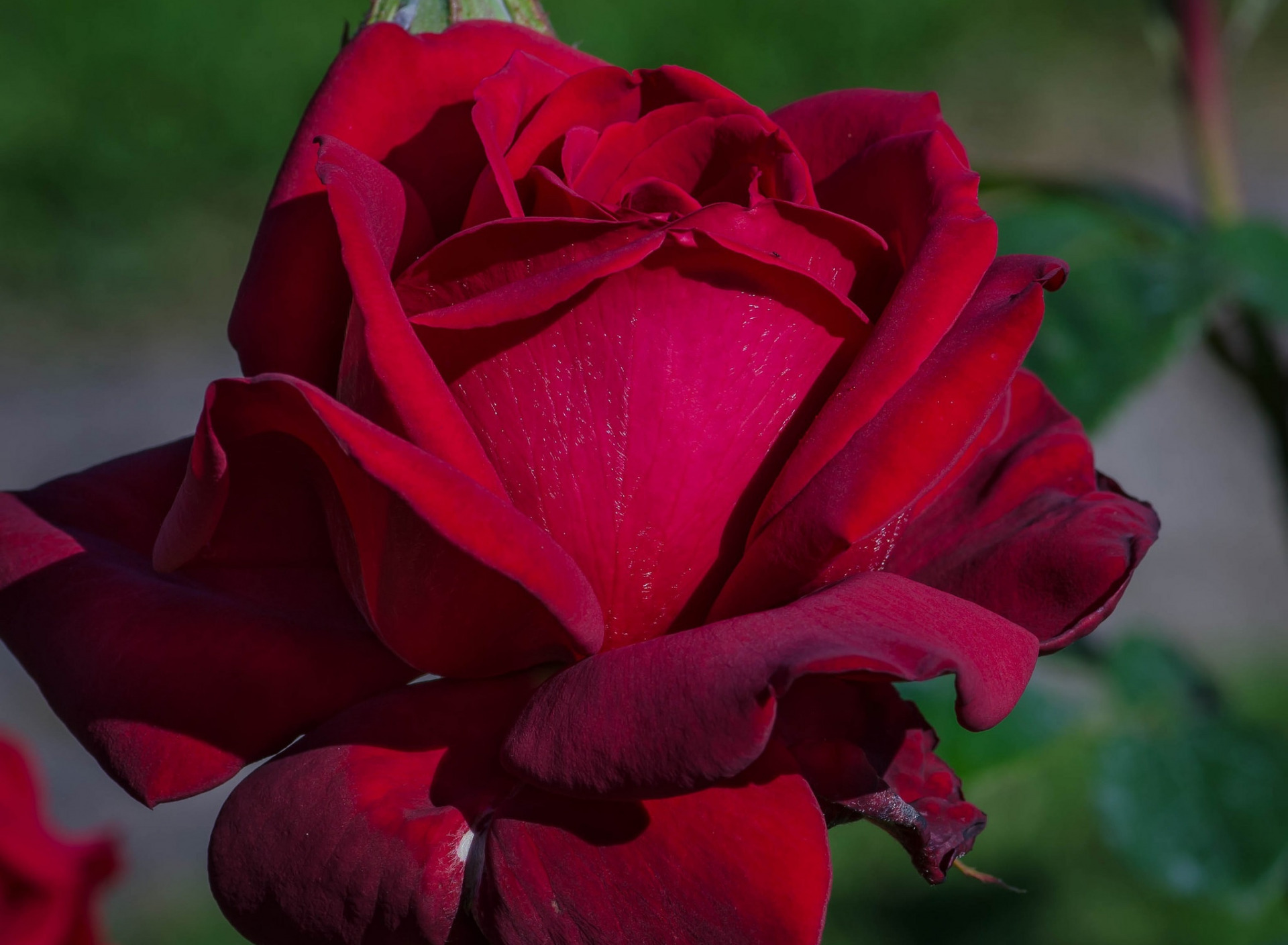 Роза бургунд красный чайно гибридная