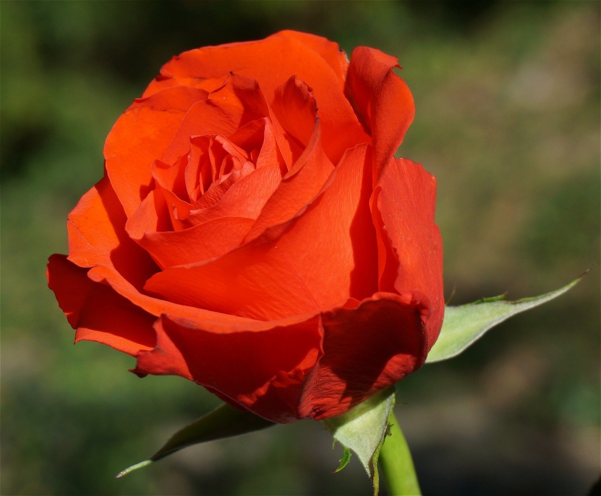 Роза оранж пассион