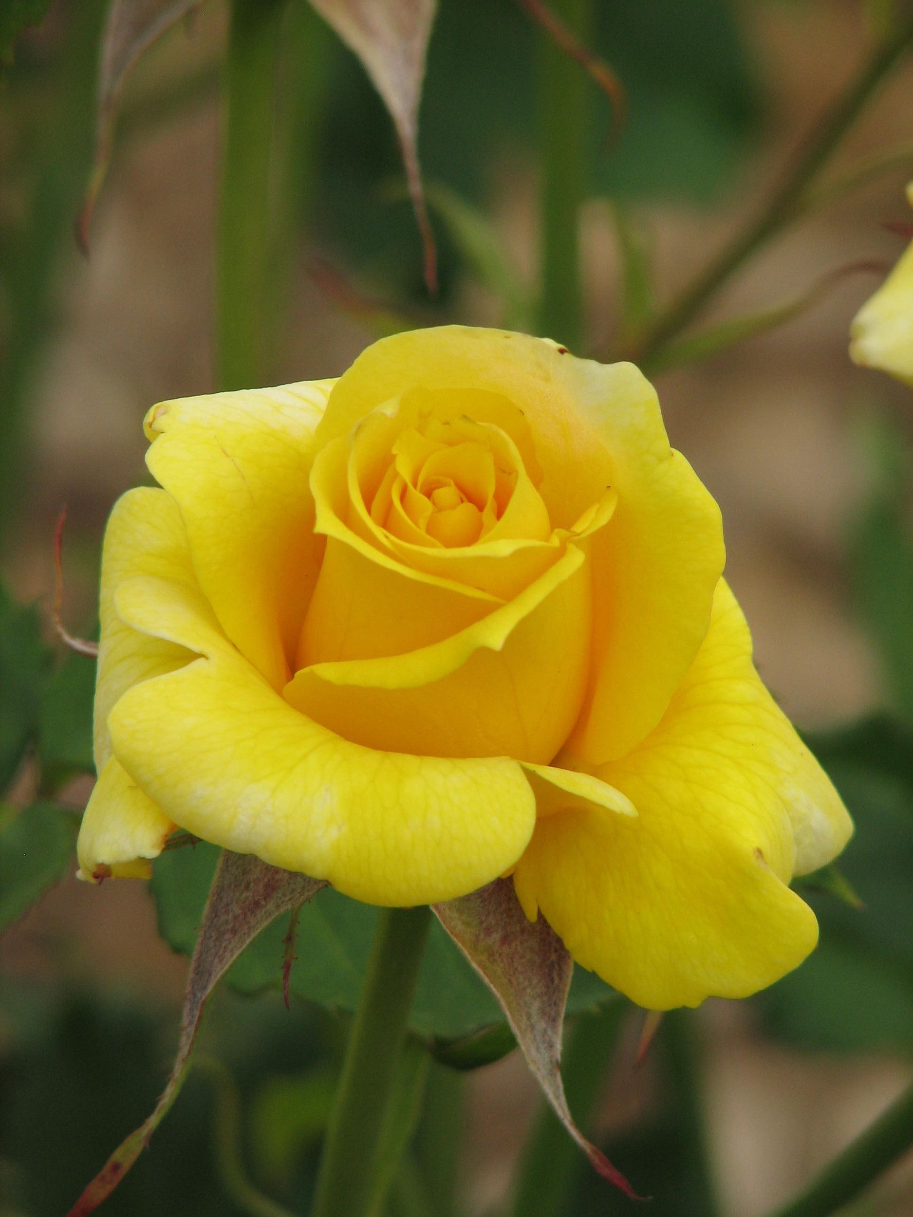 Роза чайно-гибридная Yellow Island