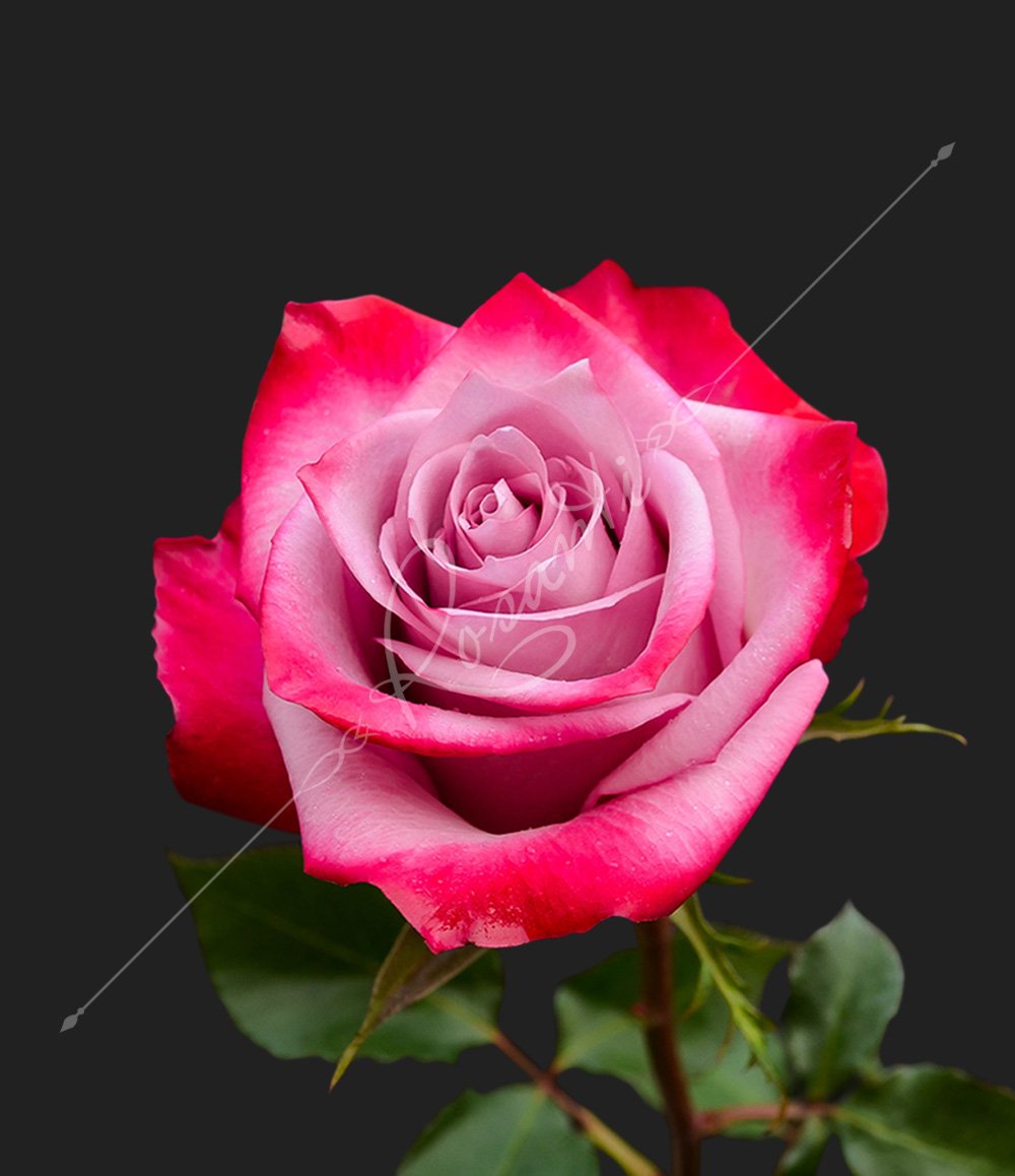 Роза чайно-гибридная дип перпл