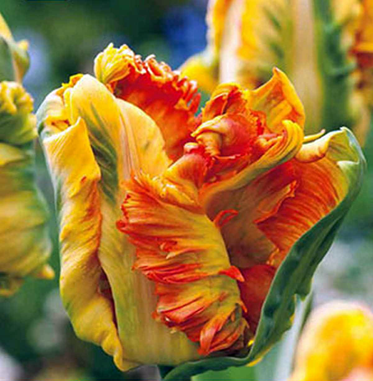 Тюльпан Пэррот Кинг Tulipa Parrot King
