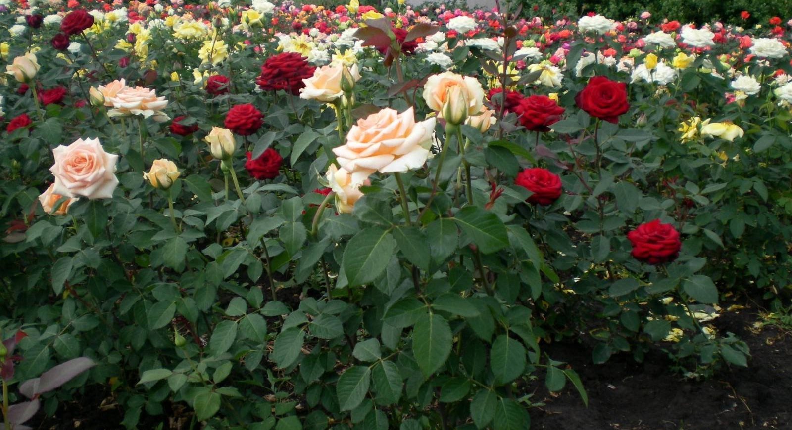Где В Таганроге Можно Купить Саженцы Роз