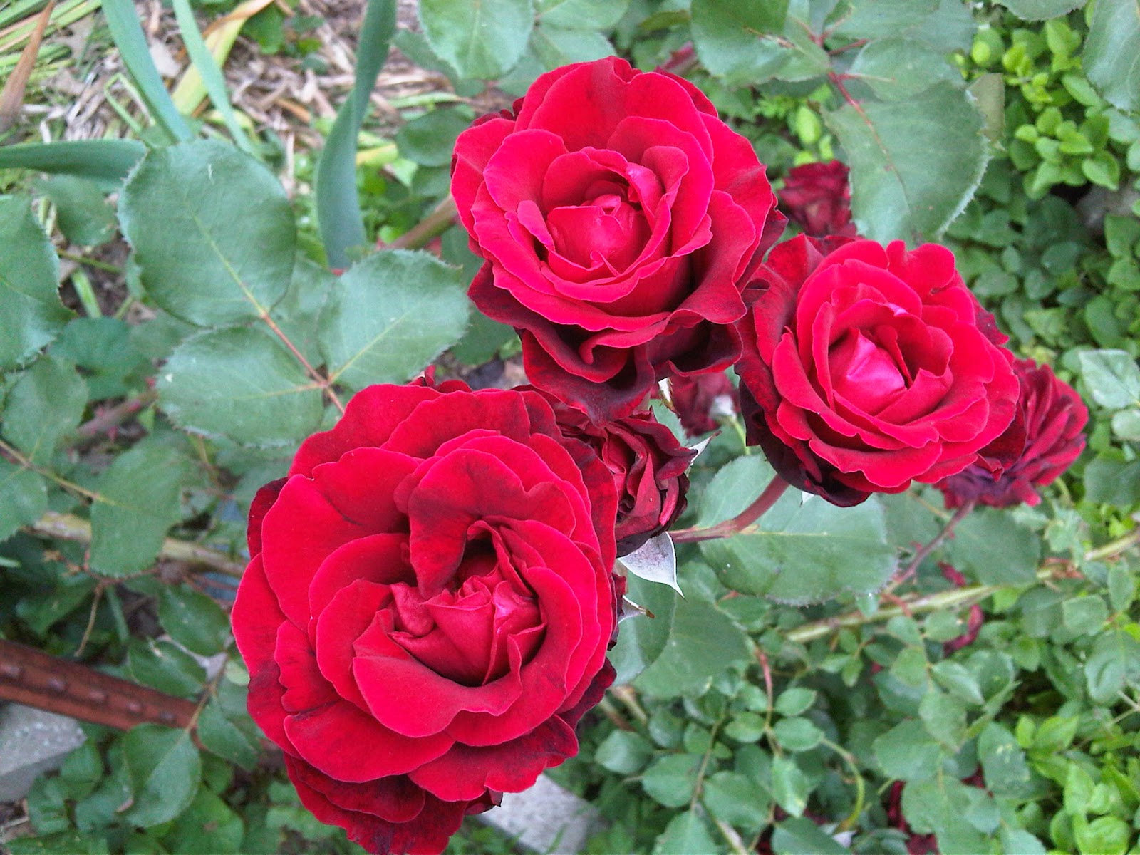 Роза Twilight флорибунда