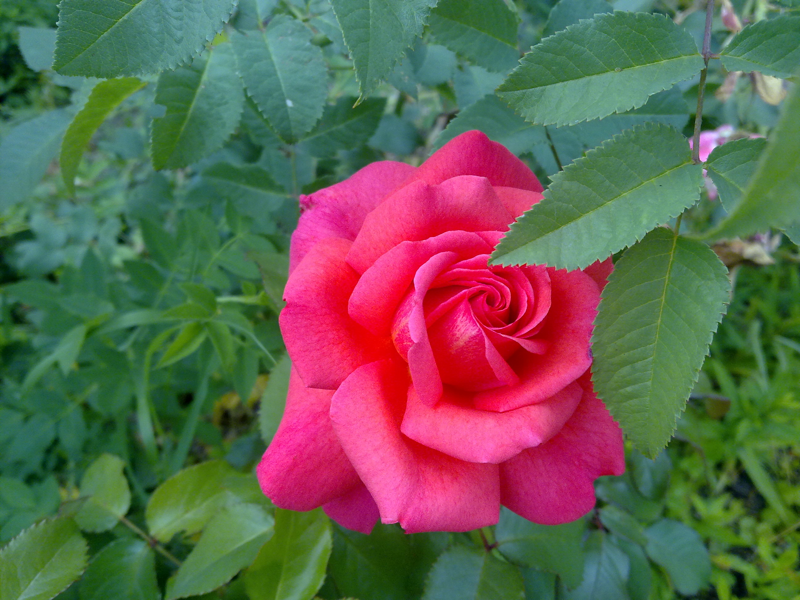 Роза сорт Мандала