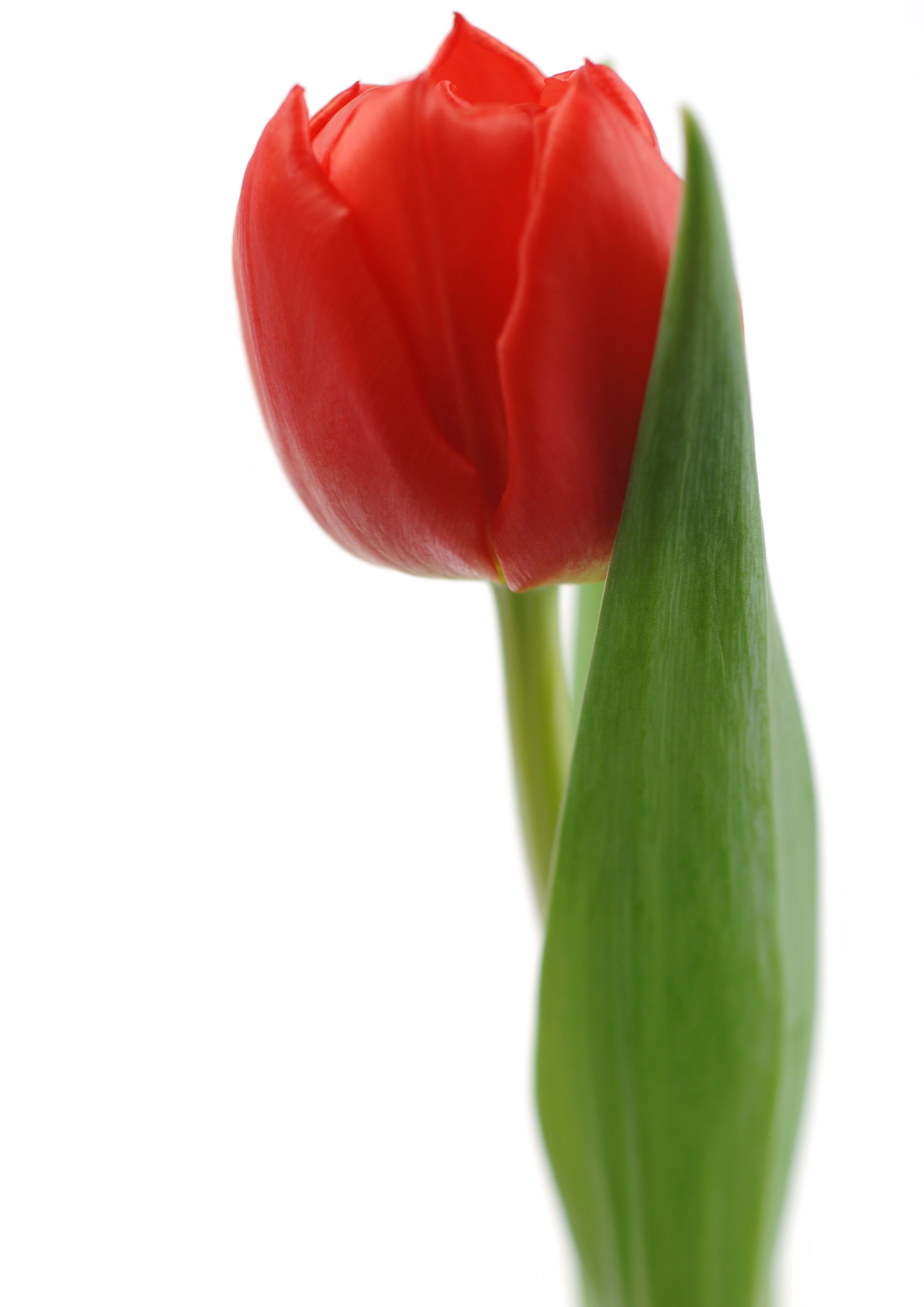 Один тюльпан