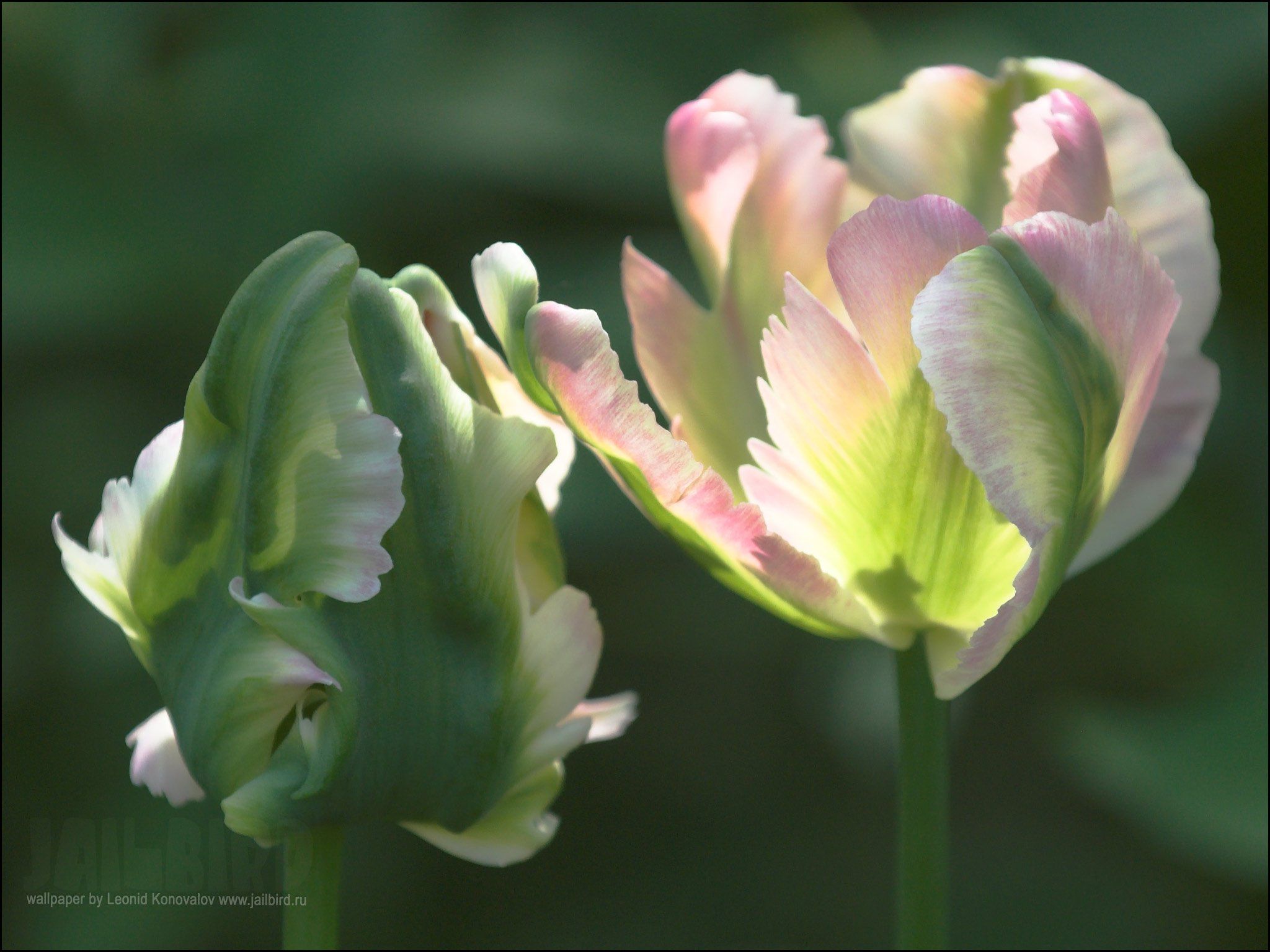 тюльпаны валерий гергиев фото