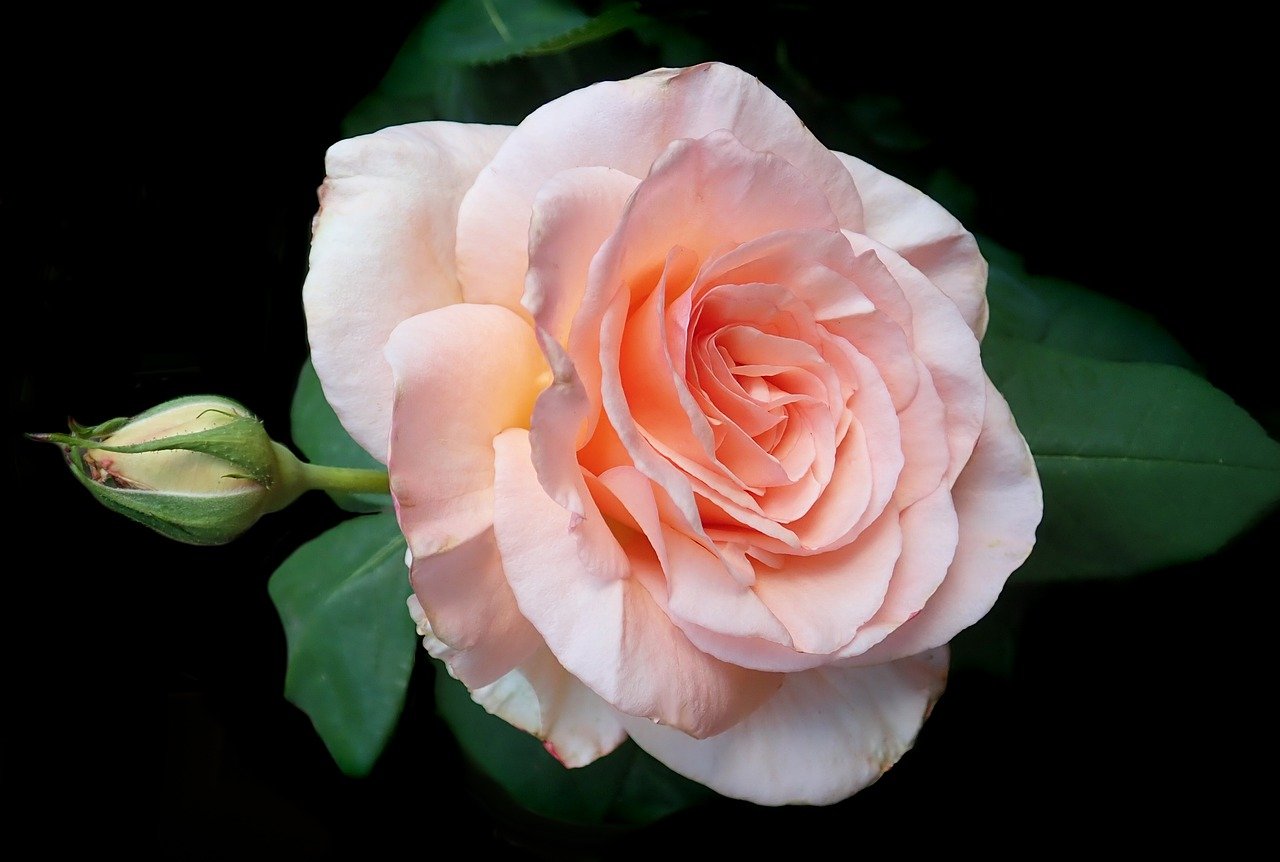 Роза Априкот нектар