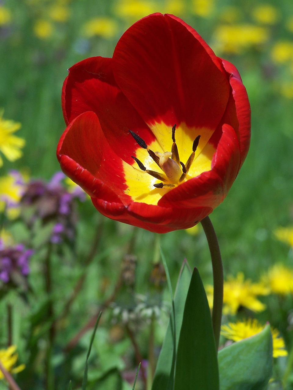 Тюльпан гудошный красный