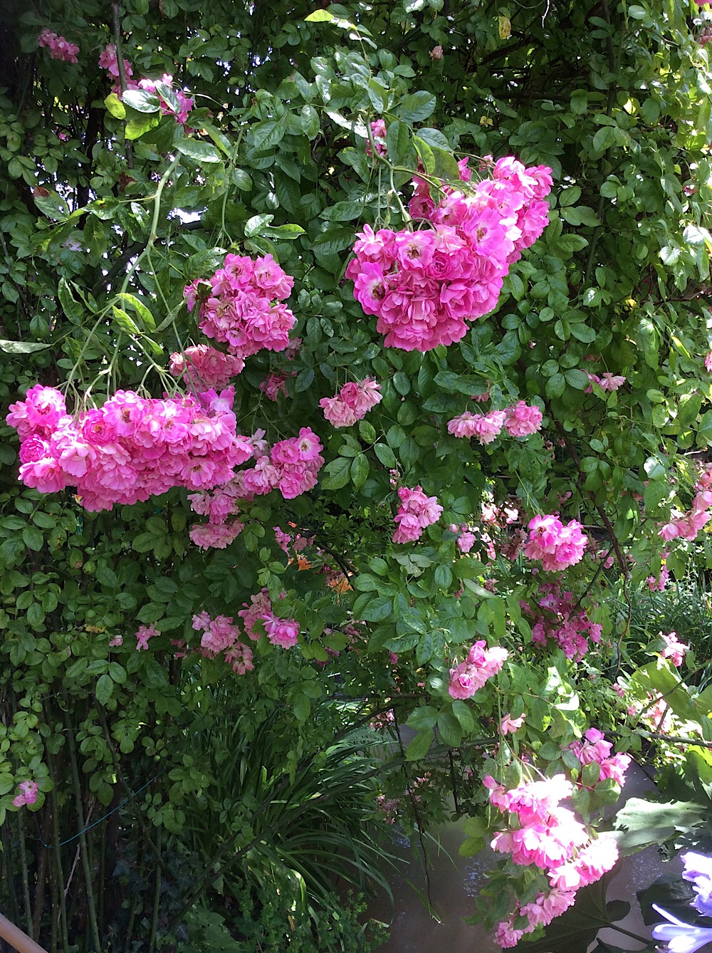 Роза плетистая мелкоцветковая розовая