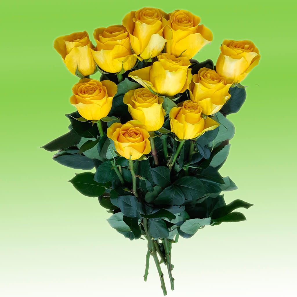 Желтая роза Брайтон
