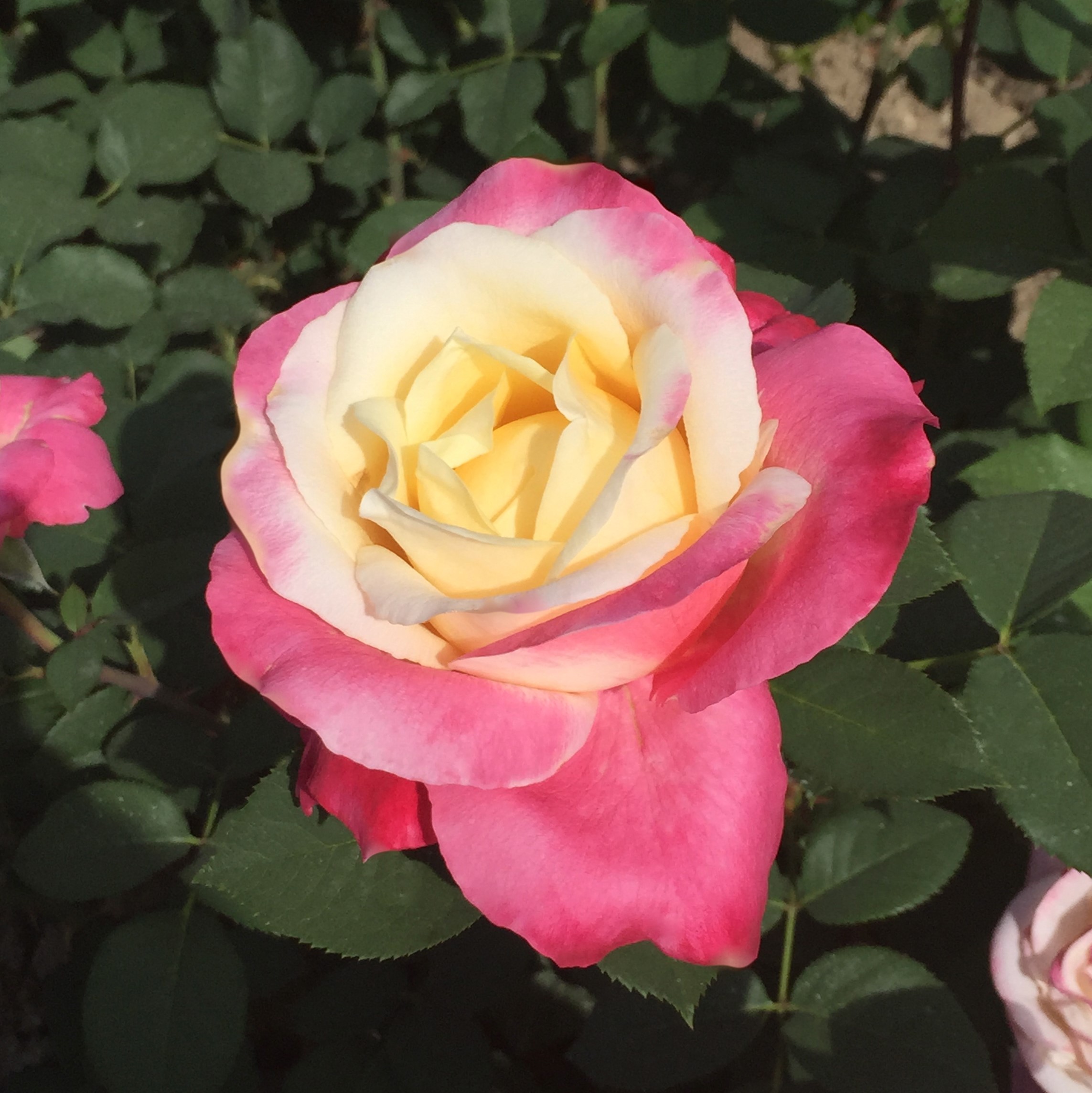 Роза чайно-гибридная Элина