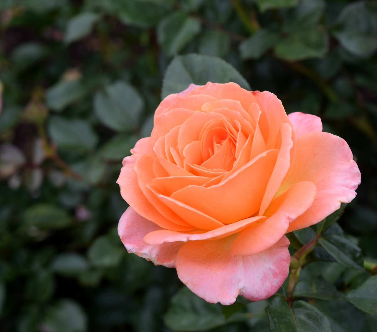 Сорт розы оранж блоссом