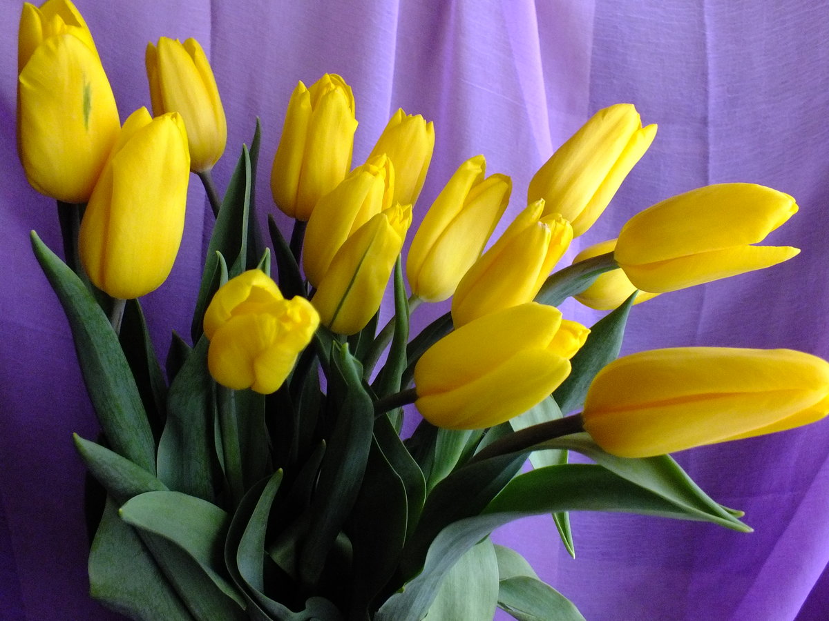 фото желтых тюльпанов в хорошем качестве