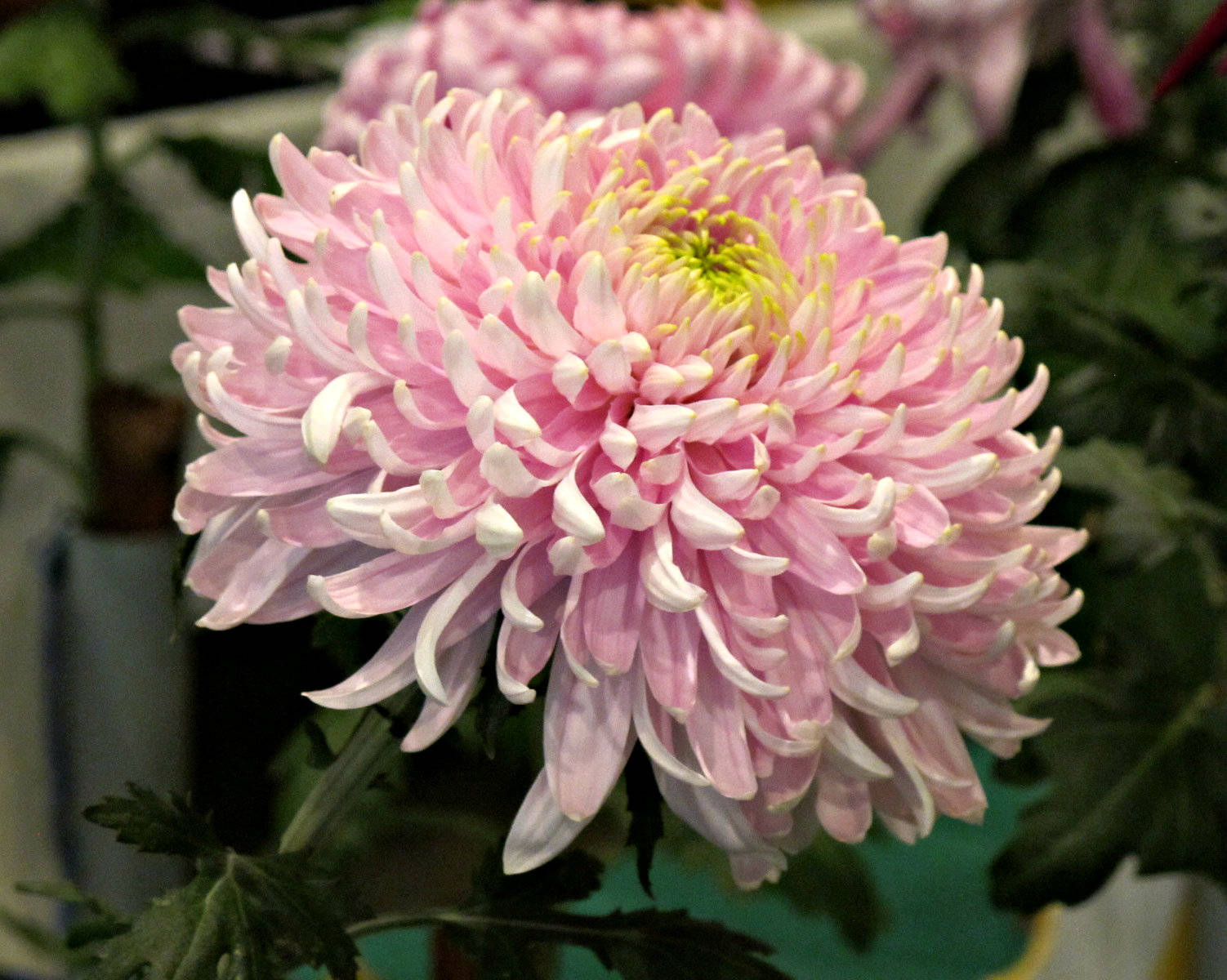 Хризантема Baveno Pink