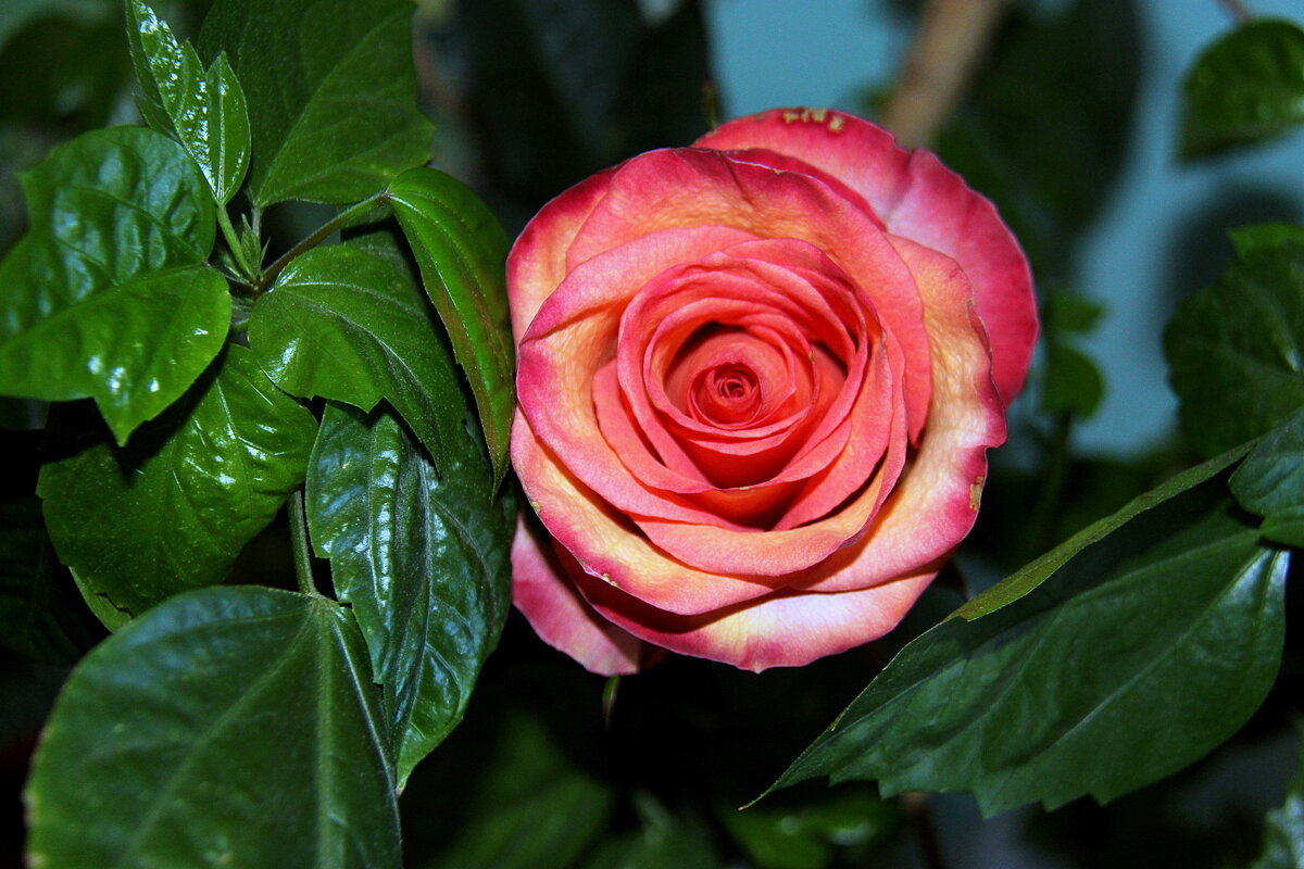 Домашний цветок роза