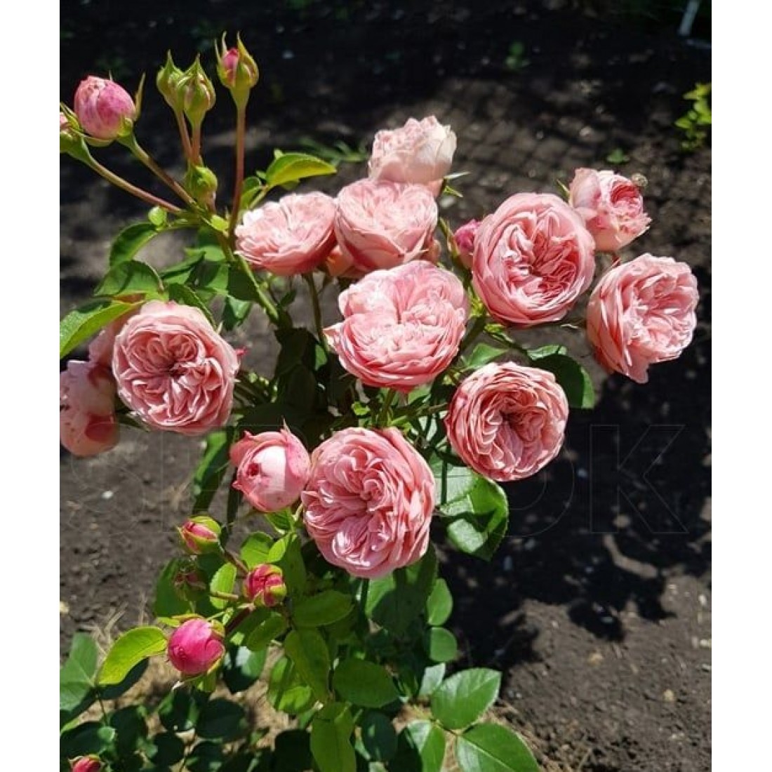 Мэджик рококо роза Тантау