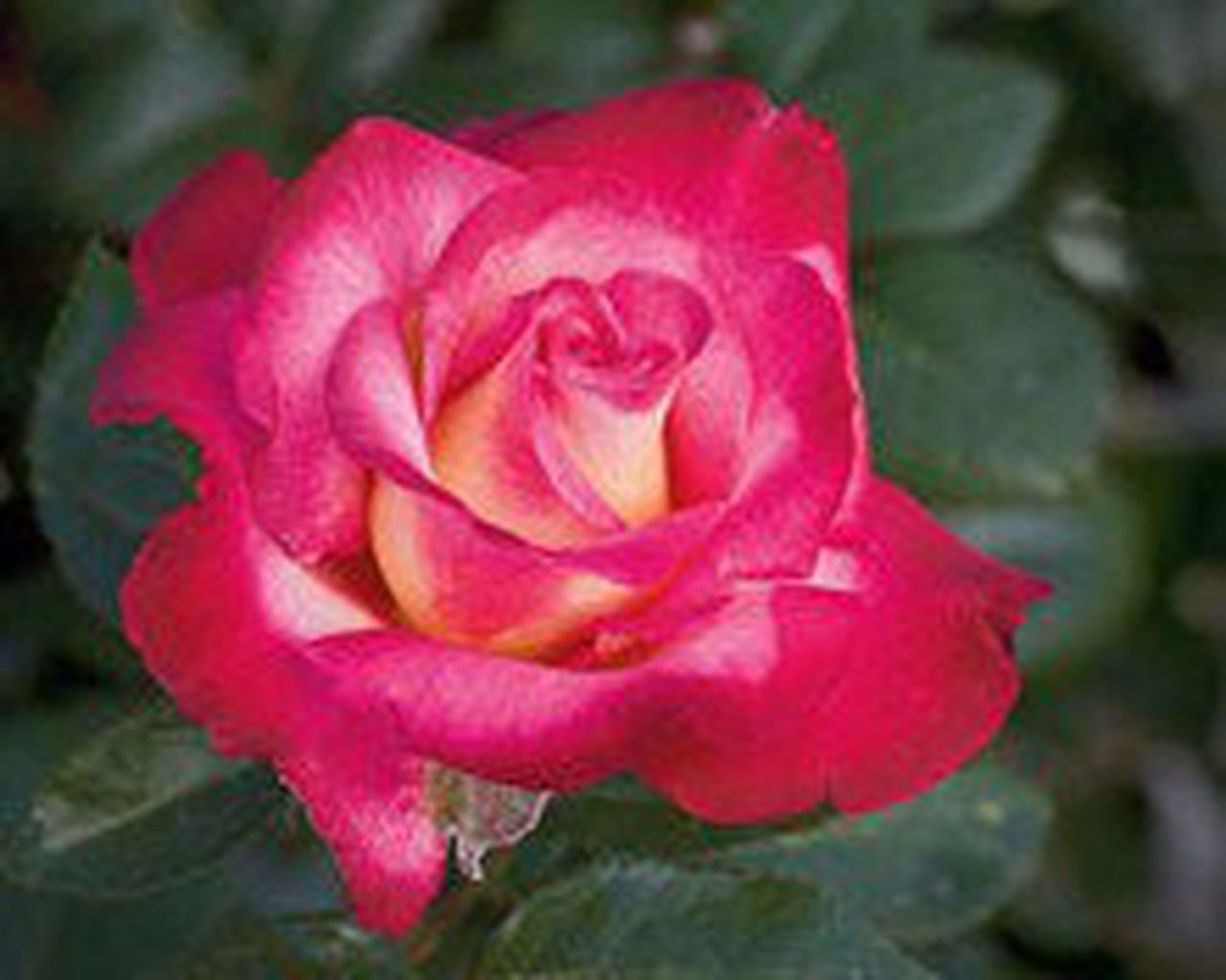 Dick Clark роза