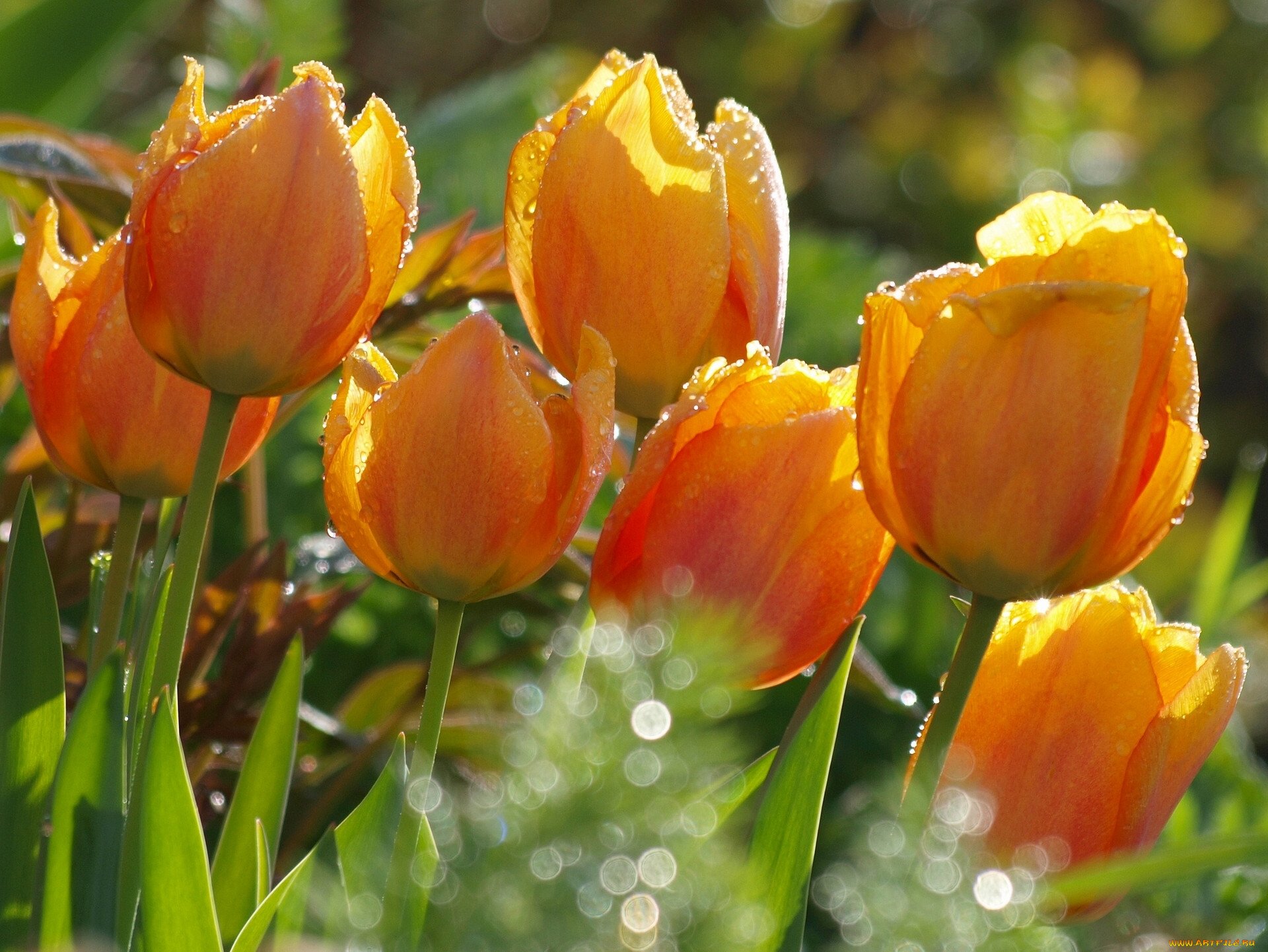 осенние тюльпаны фото