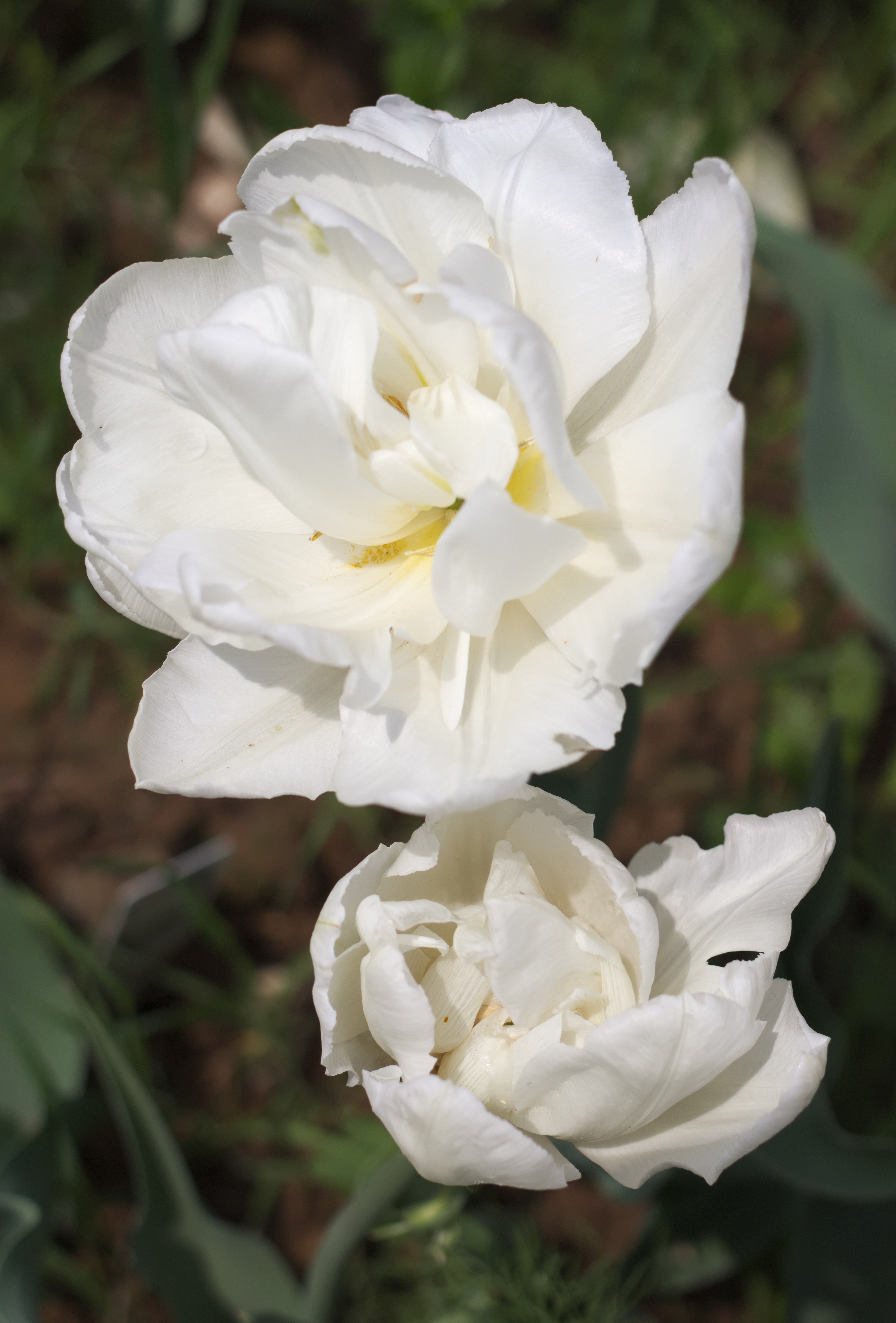 Тюльпан Мондиаль фото и описание